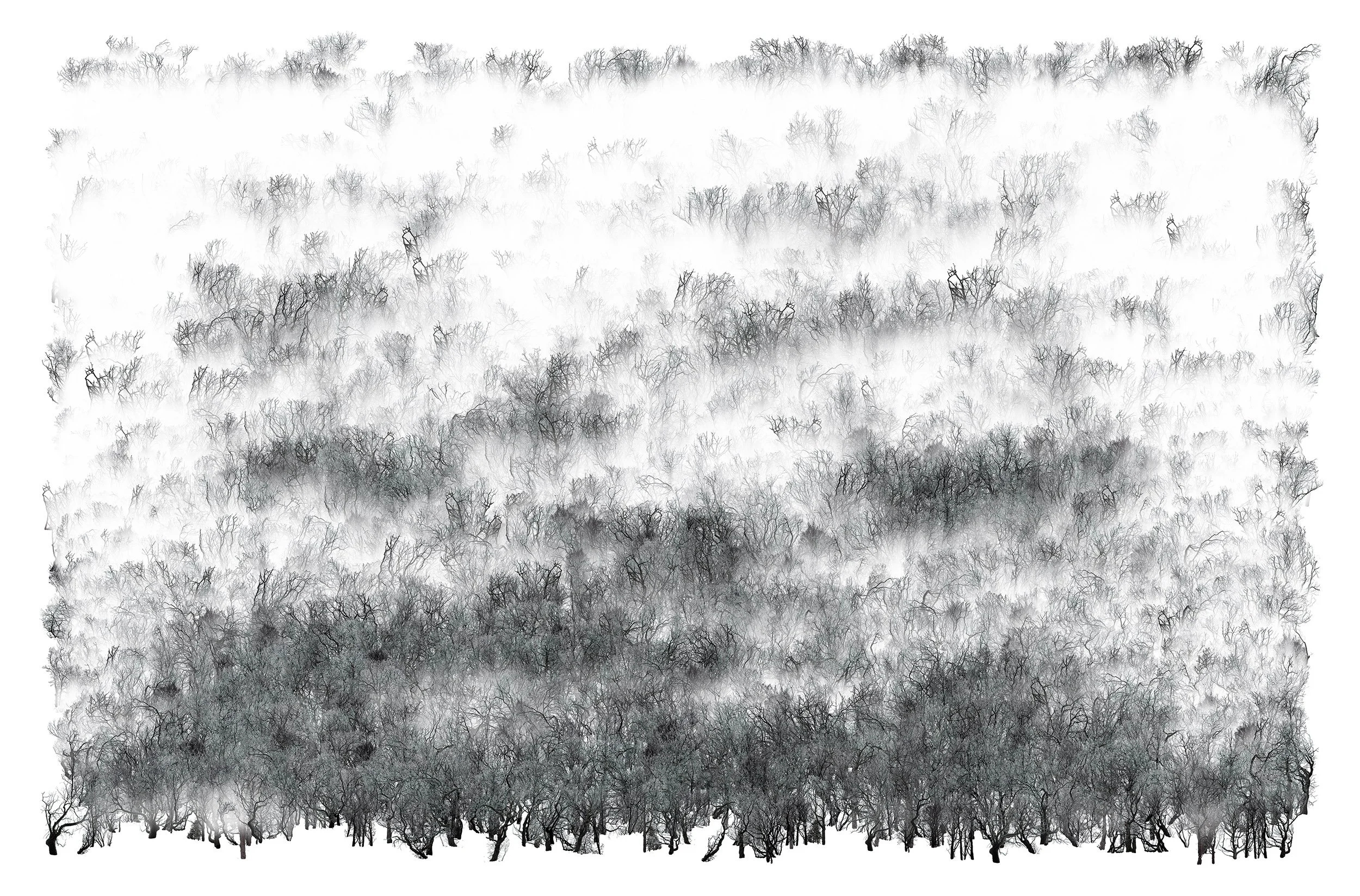 Obscured Trees 1. 112 x 167cm