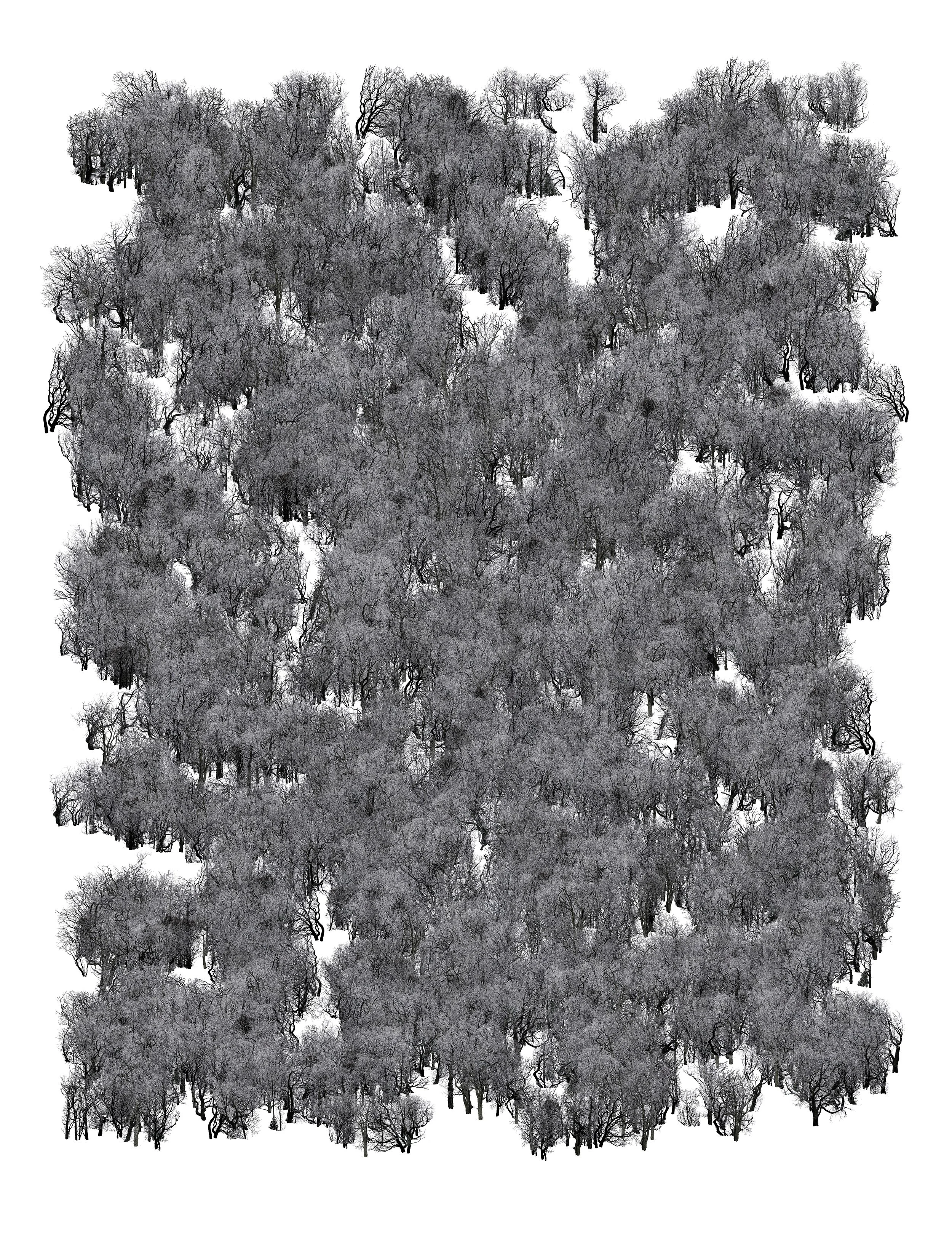 Vertical Forest.  112 x 91cm