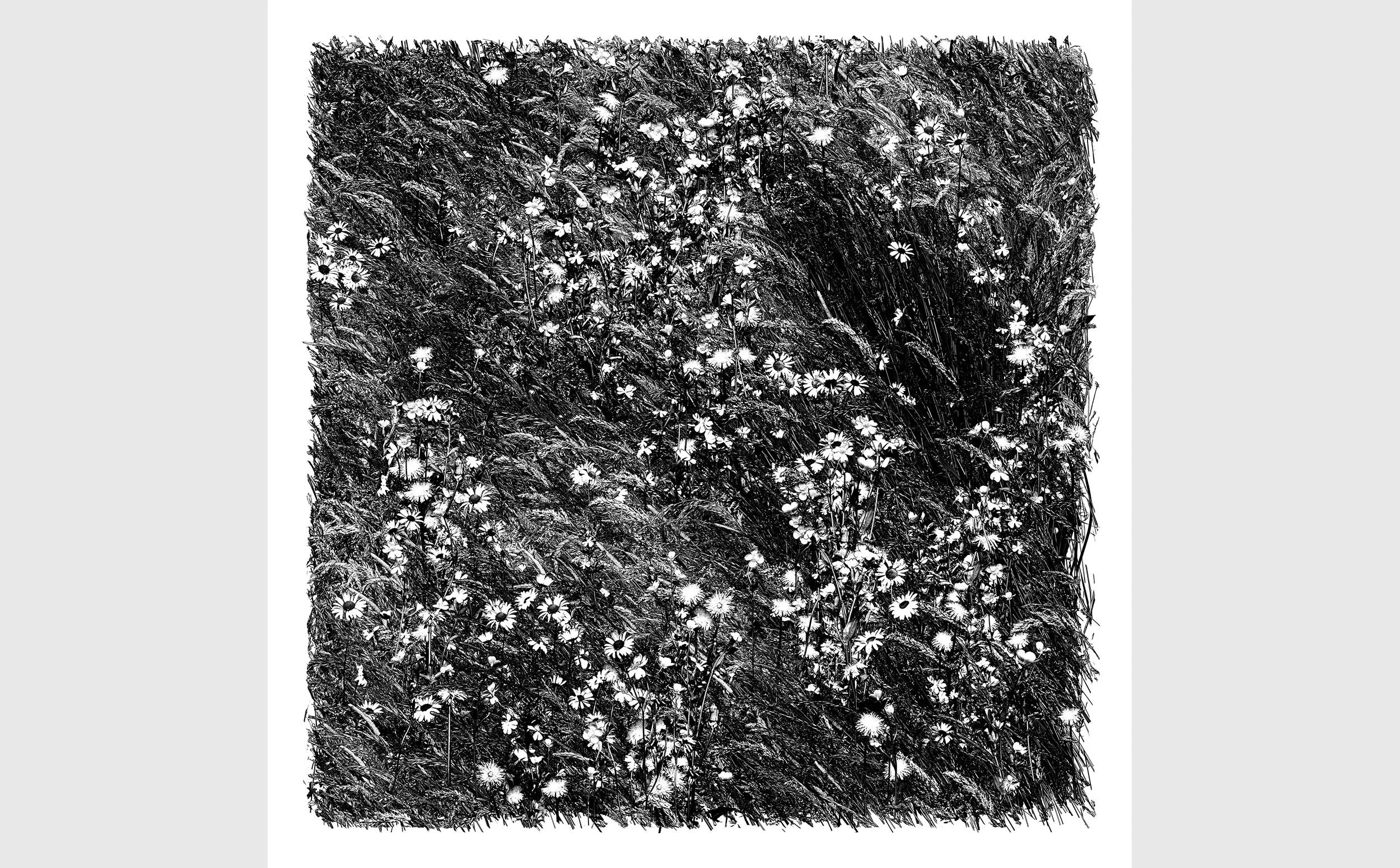 Cygnus- Flower Meadow Session #76 (2023) 61 x 61 cm