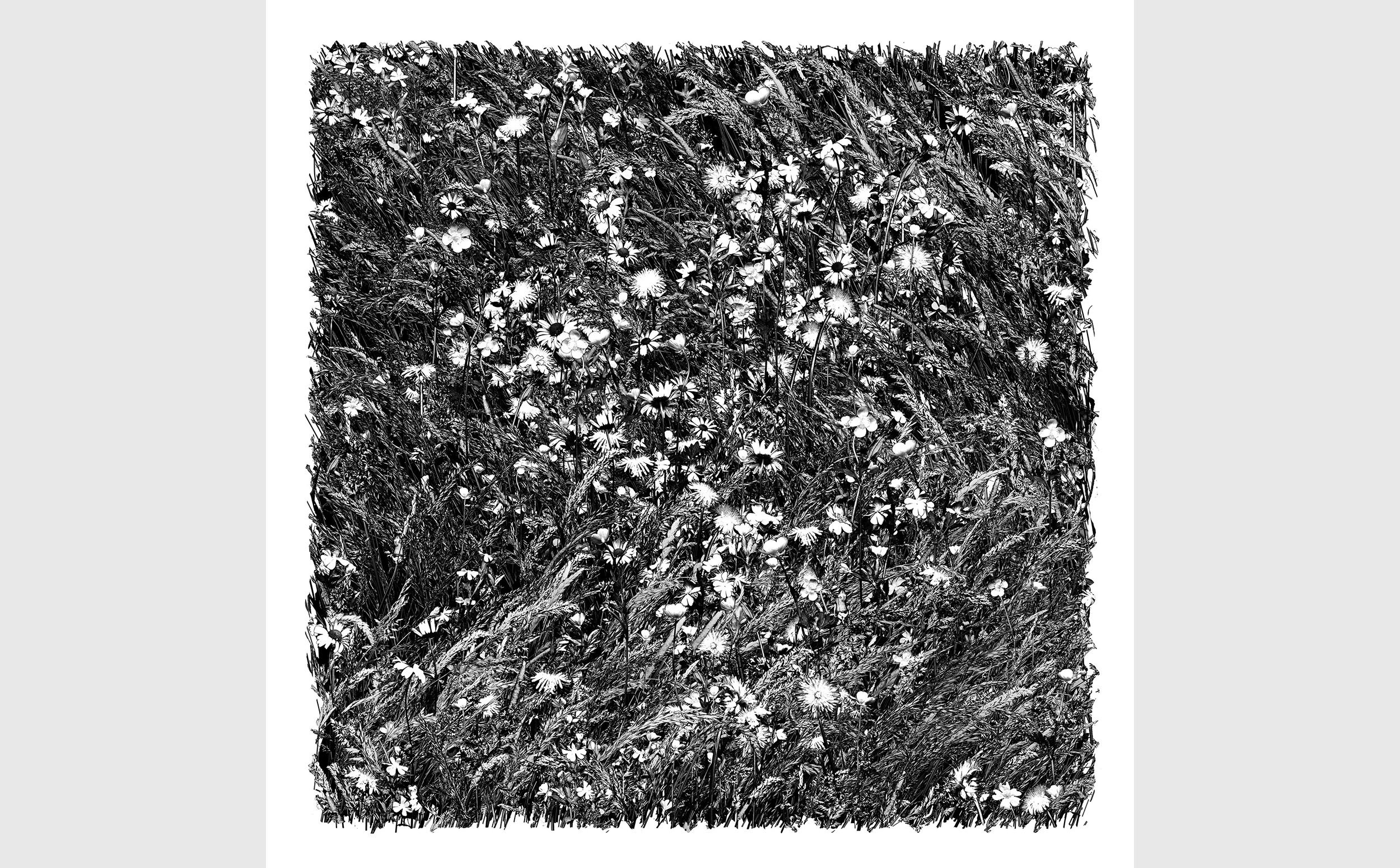 Hyades - Flower Meadow Session #60 (2023) 61 x 61 cm