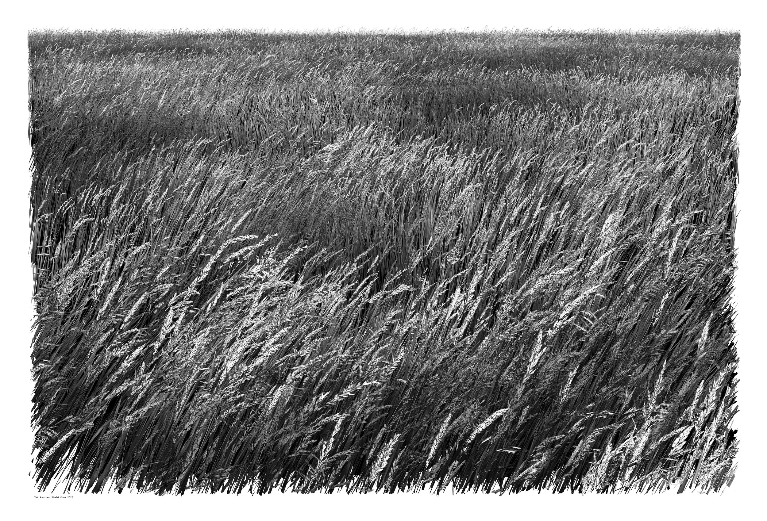 Yet Another Field 2026 - 76cm x 112cm