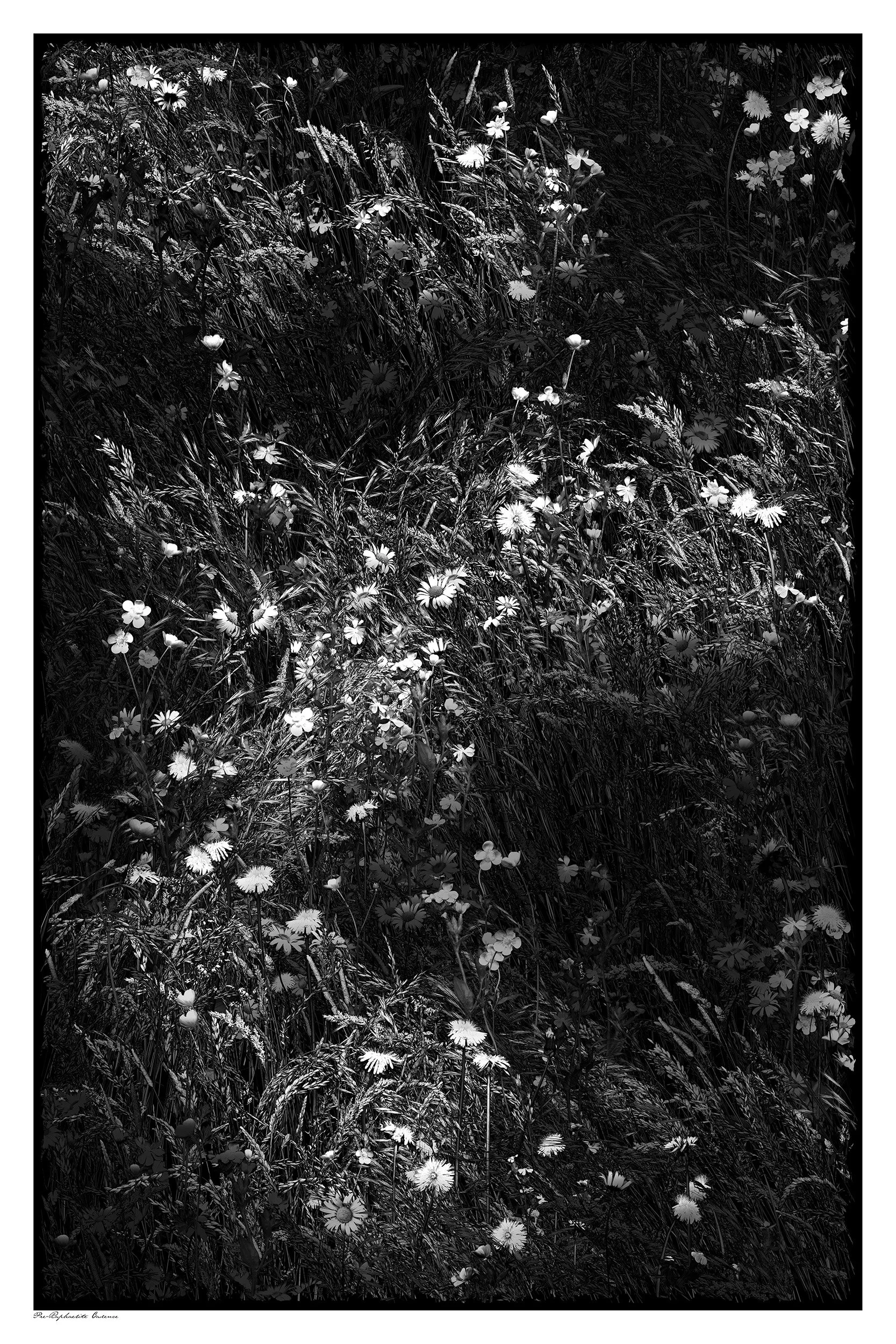 Pre Raphaelite Cadence. 76cm x 51 cm