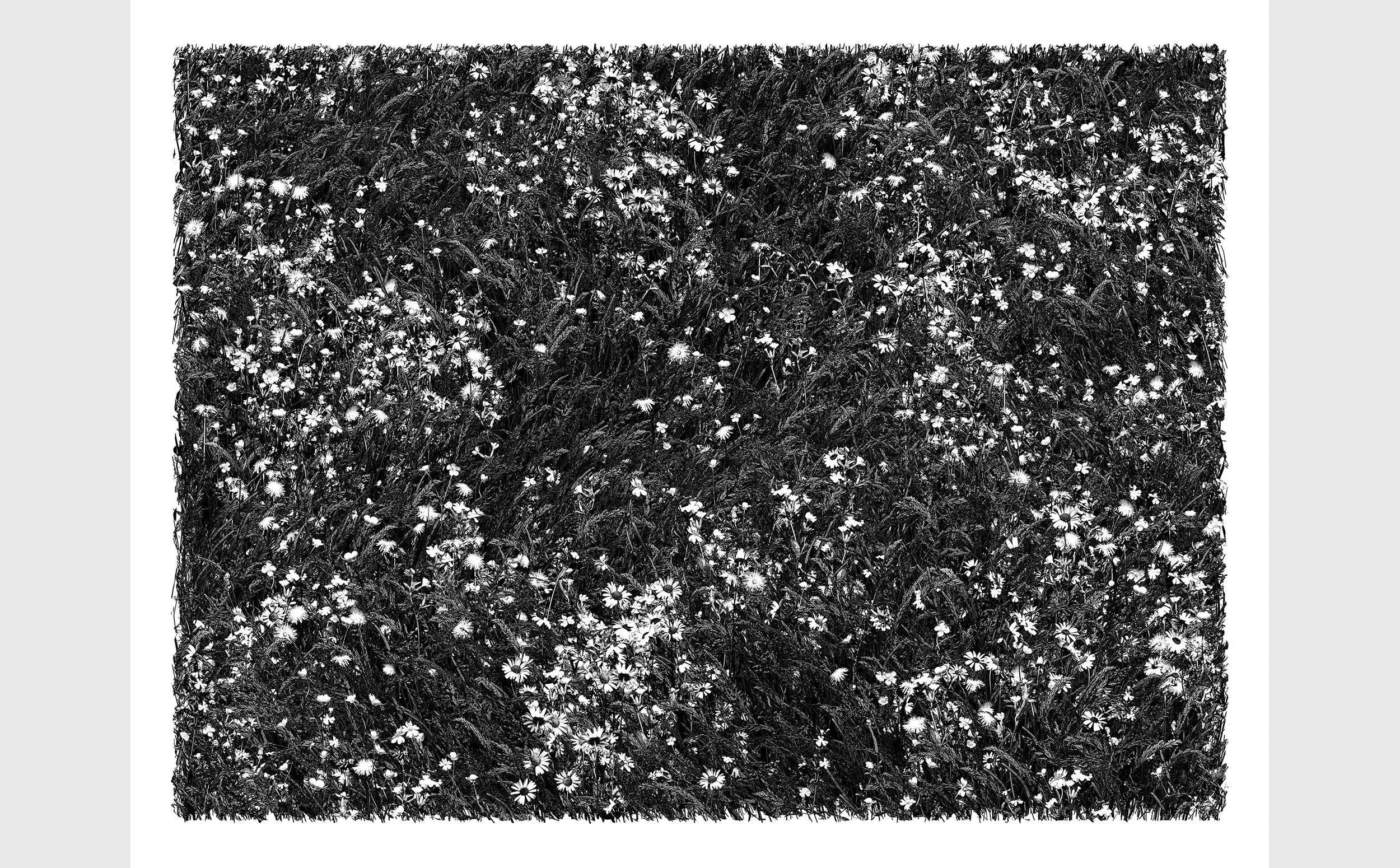 One Hundred Million Stars - Flower Meadow Session #51 (2023) 91 x 124 cm (Click to zoom)