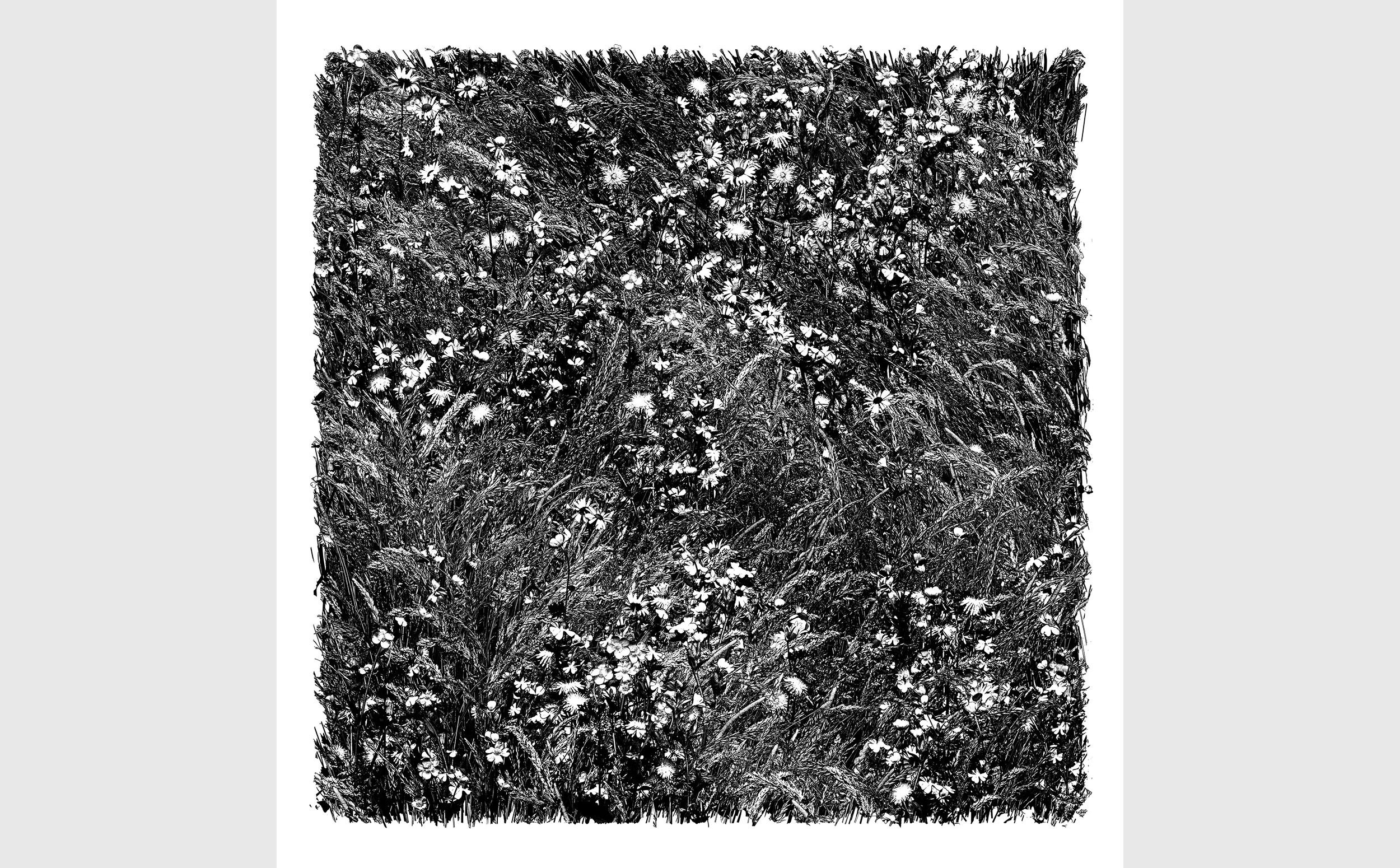 Nebula- Flower Meadow Session #77 (2023) 61 x 61 cm