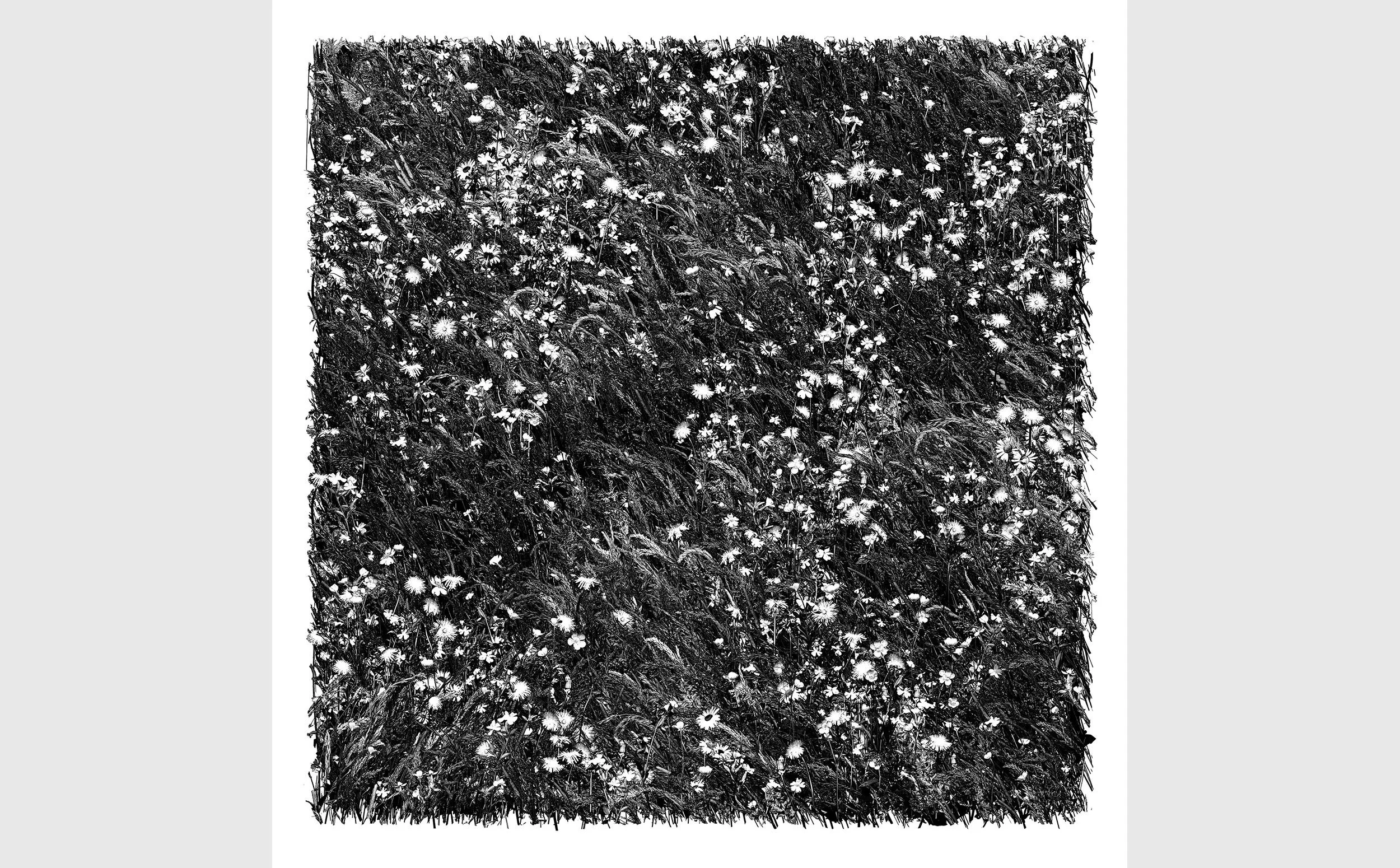 Cirrus - Flower Meadow Session #62 (2023) 61 x 61 cm