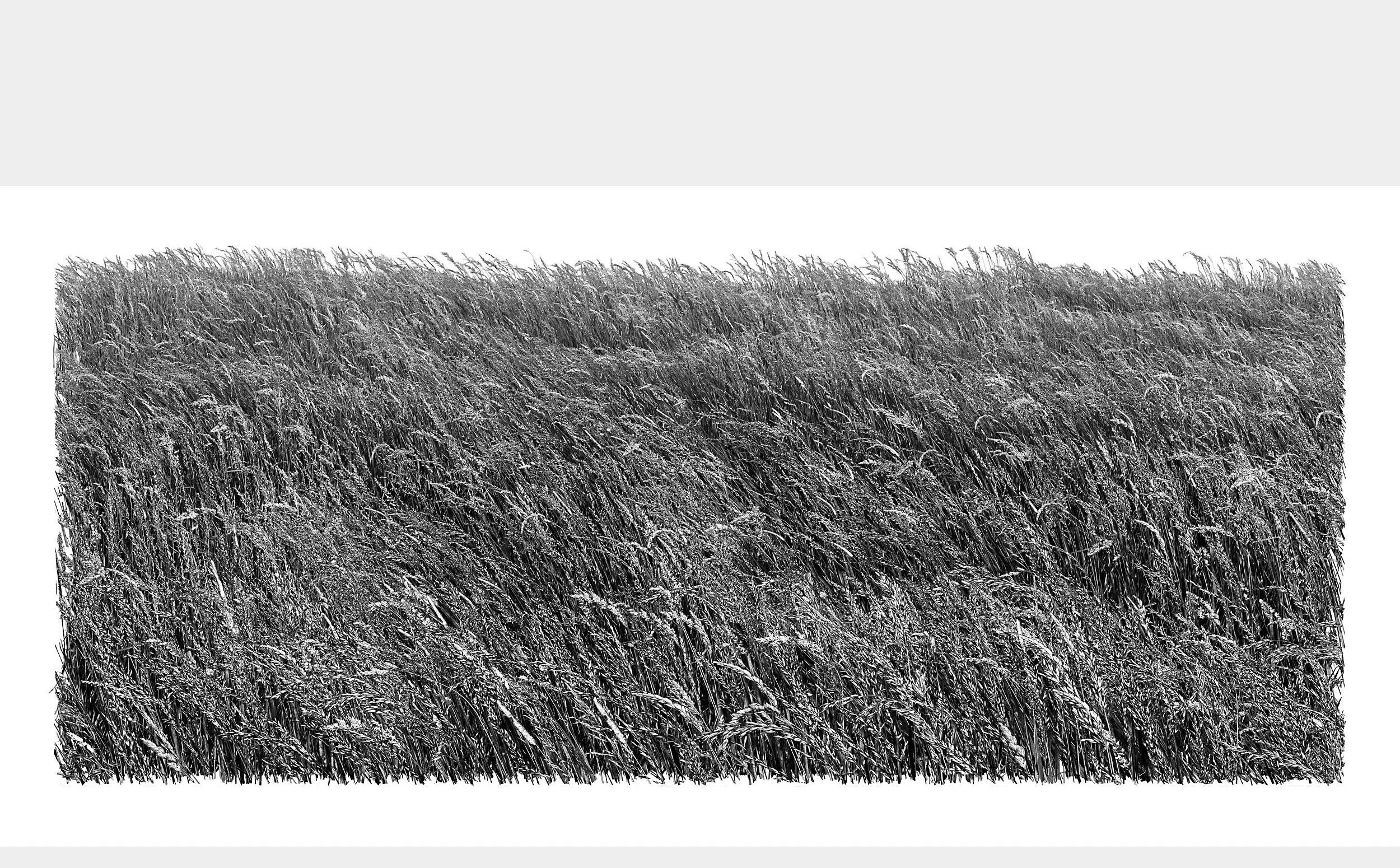 Empire of Wind #2 (2023). 91 x 216 cm (Click to zoom)