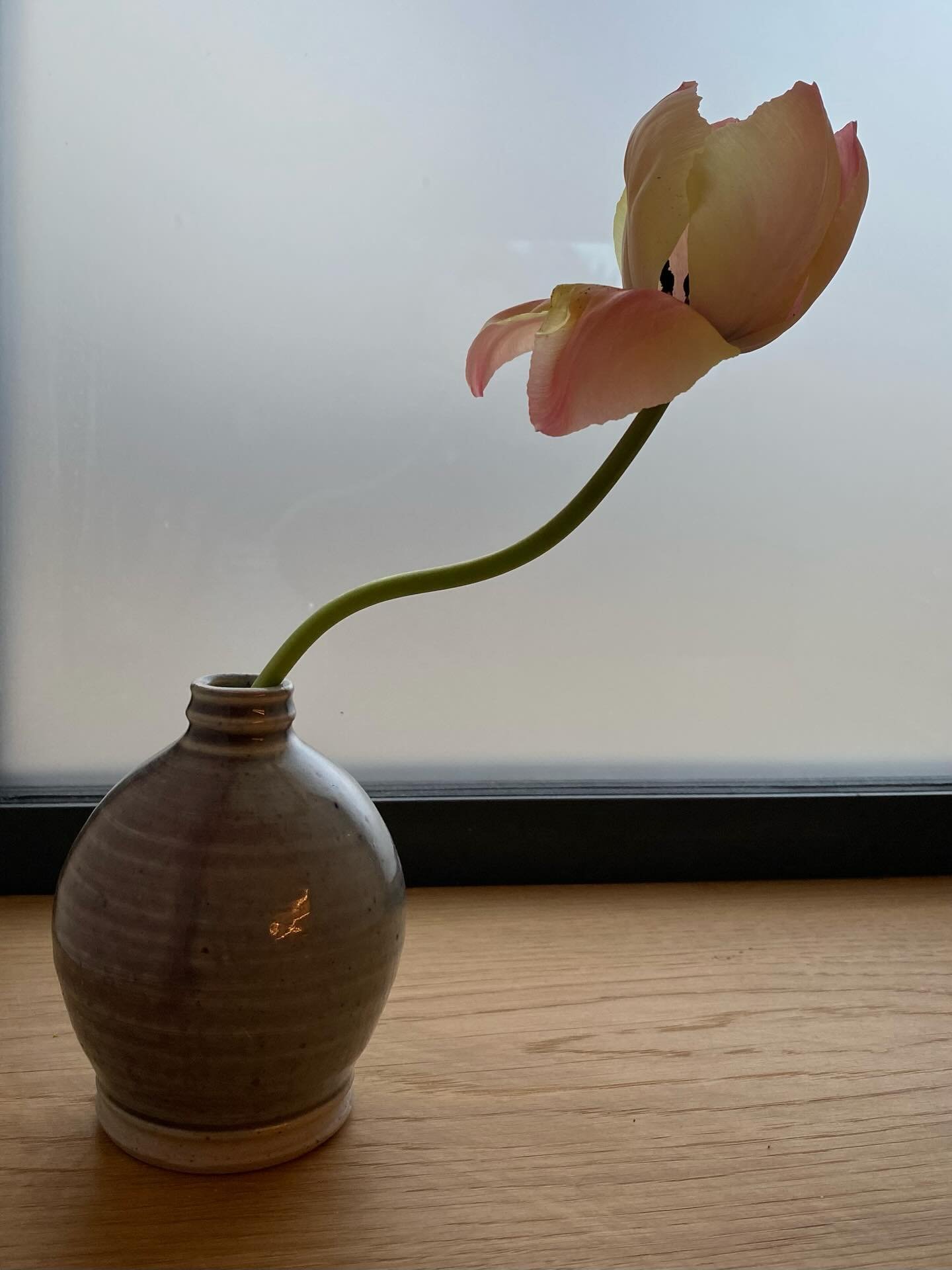 The first gorgeous tulip doing her thing&hellip;