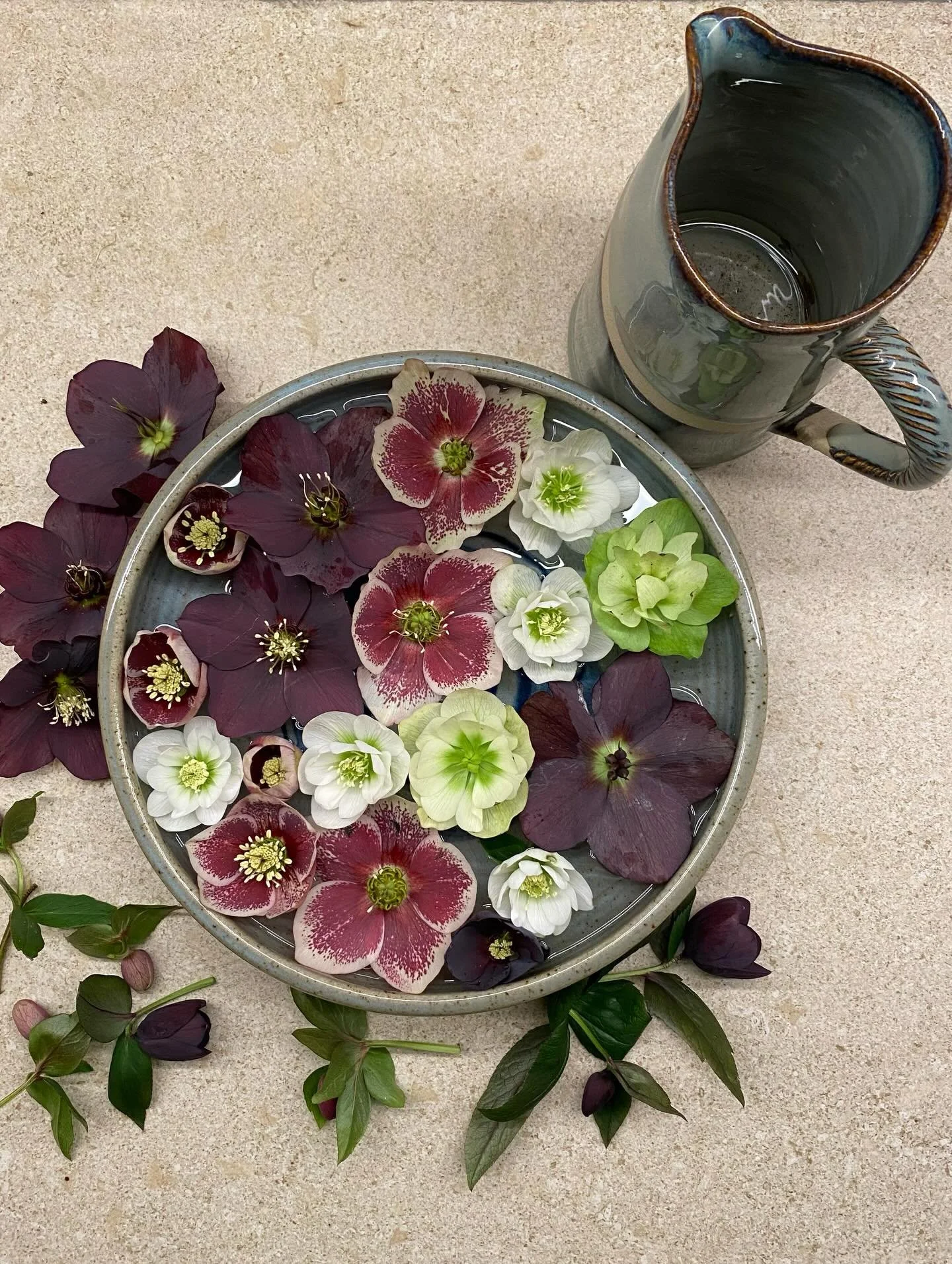 Hellebores for all the women who lift me and hold me and inspire me on this International Women&rsquo;s Day. x