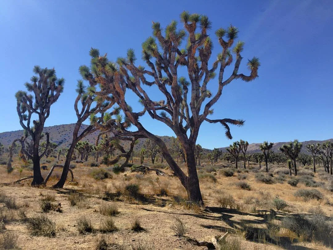joshua-tree.jpeg