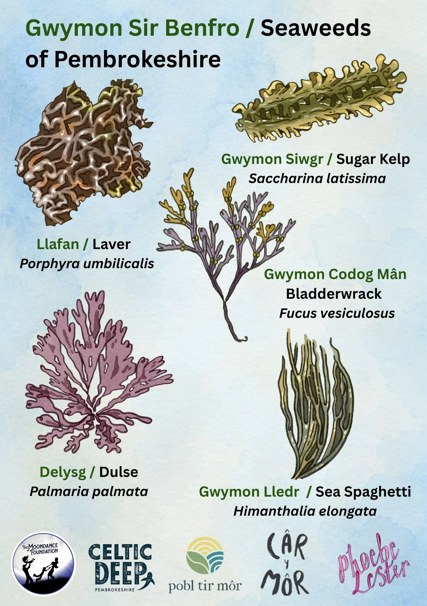 Gwymon Seaweeds ID card.jpg