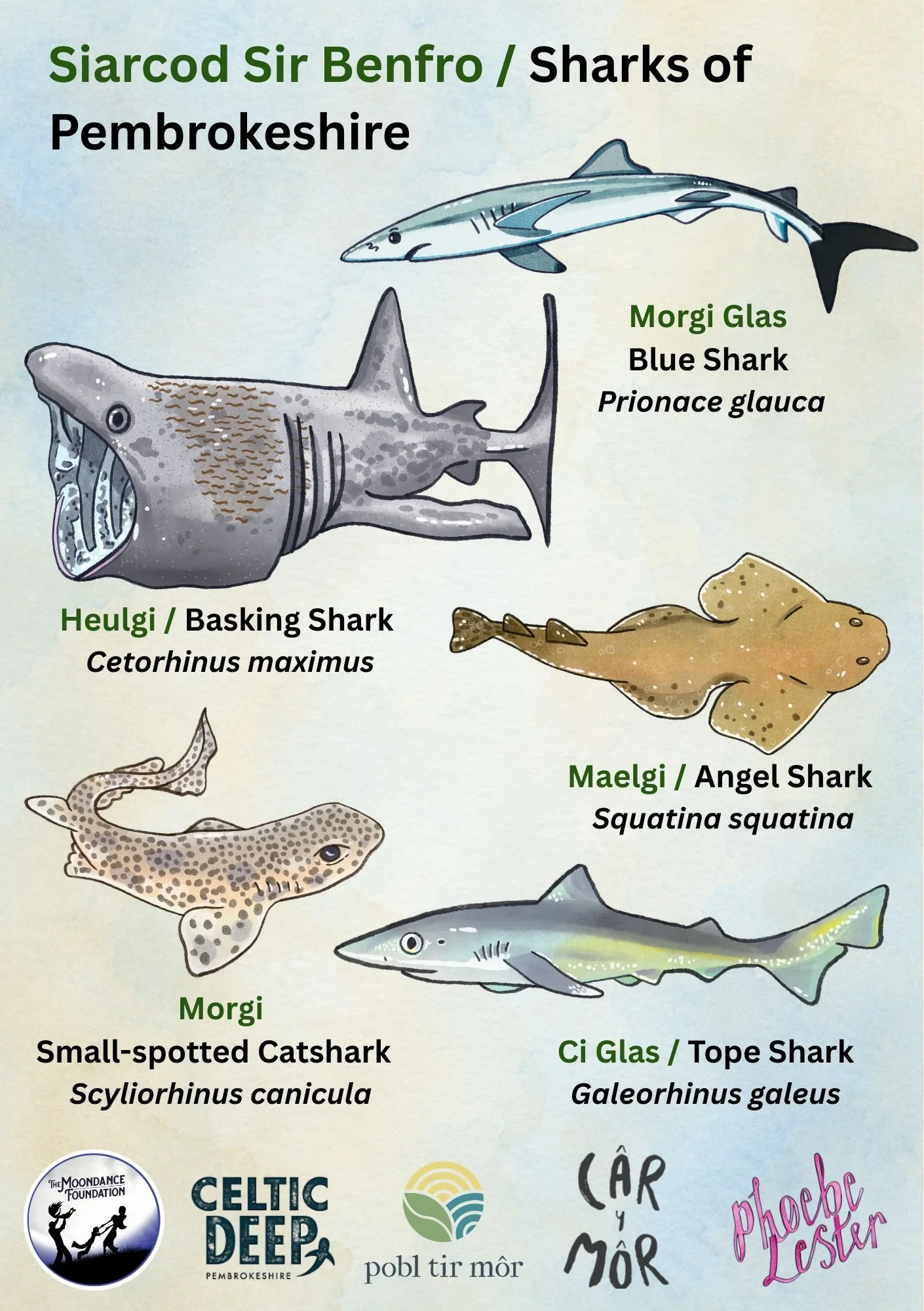 Siarcod Sharks ID card.jpg