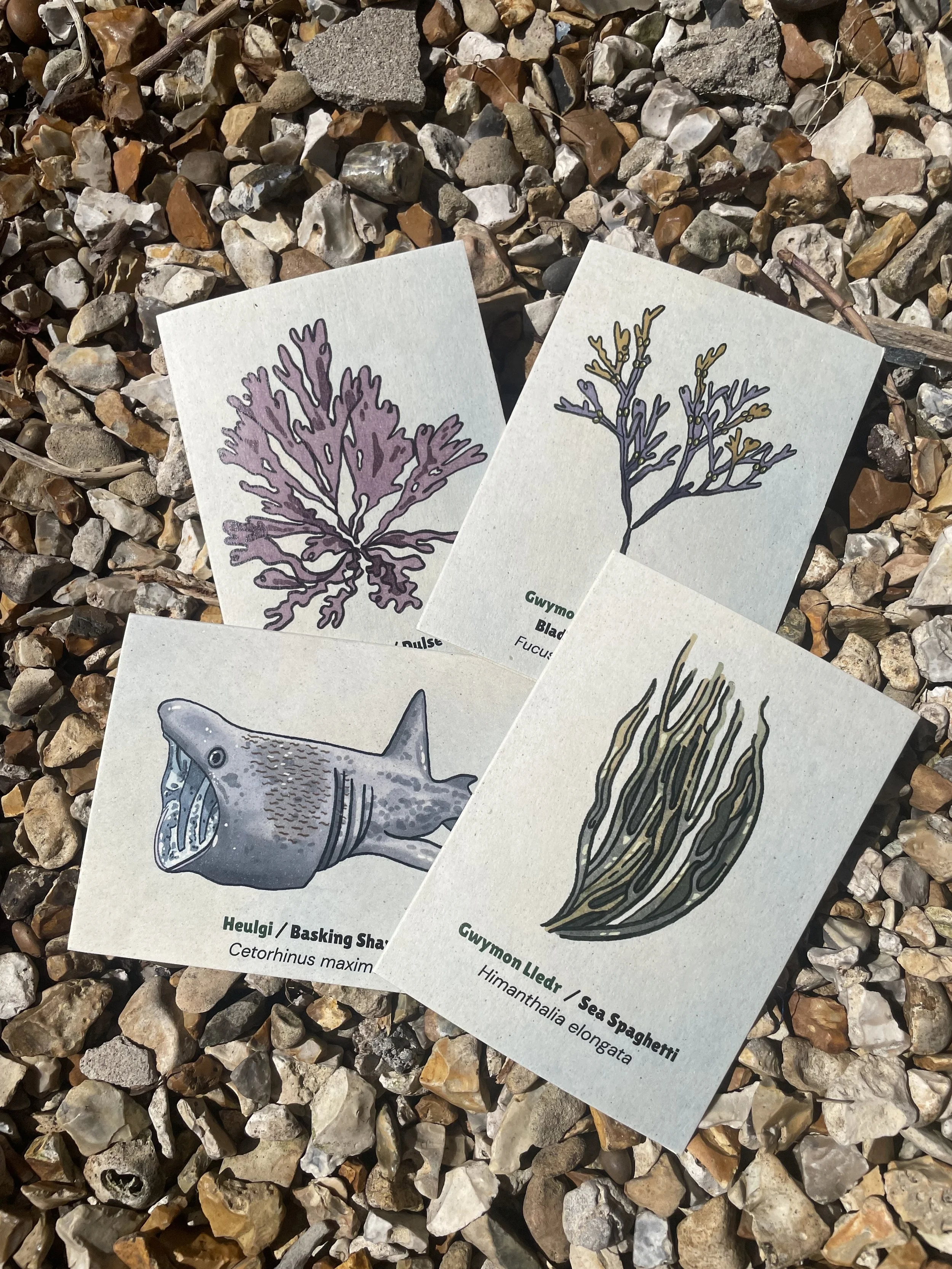 SeaFest Illustrations