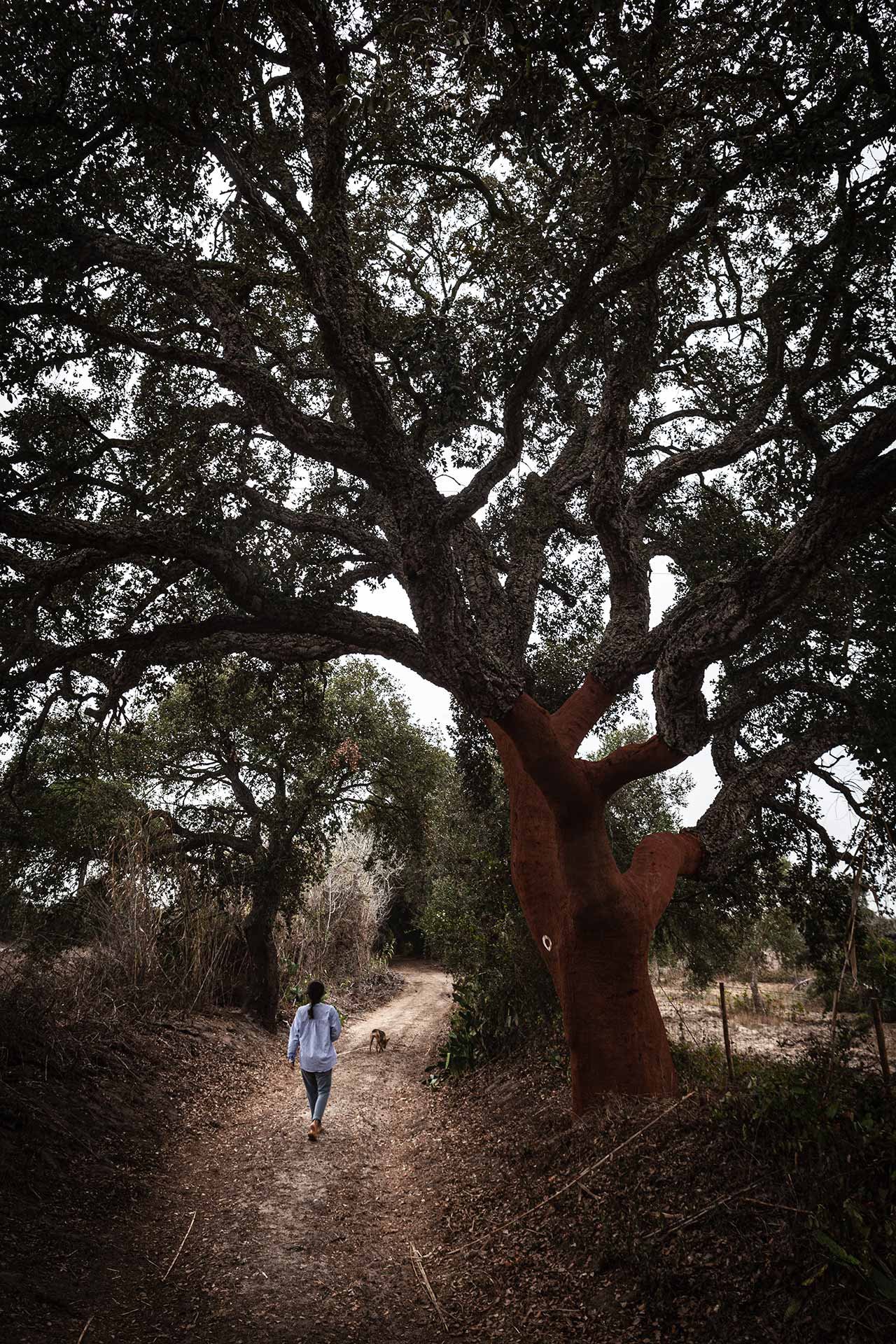 Alentejo Portugal Oak Tree 0323 WLR.jpg