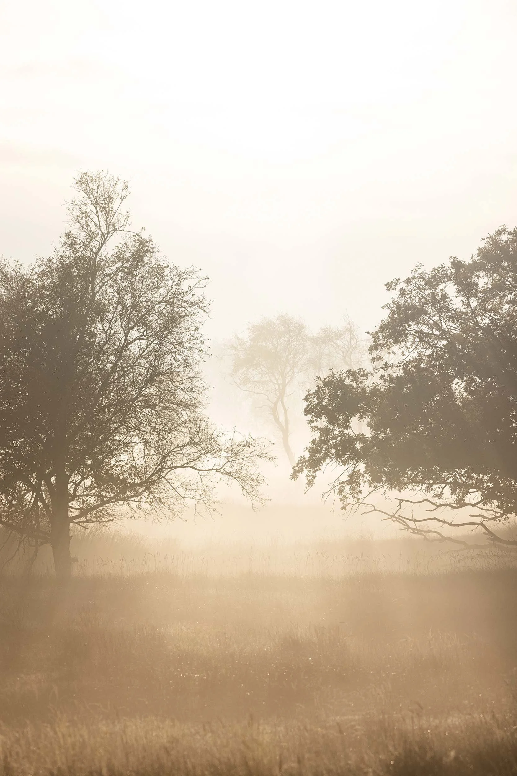 Sunrise Forest AWD William Maanders 2O0A4952 WLR.jpg