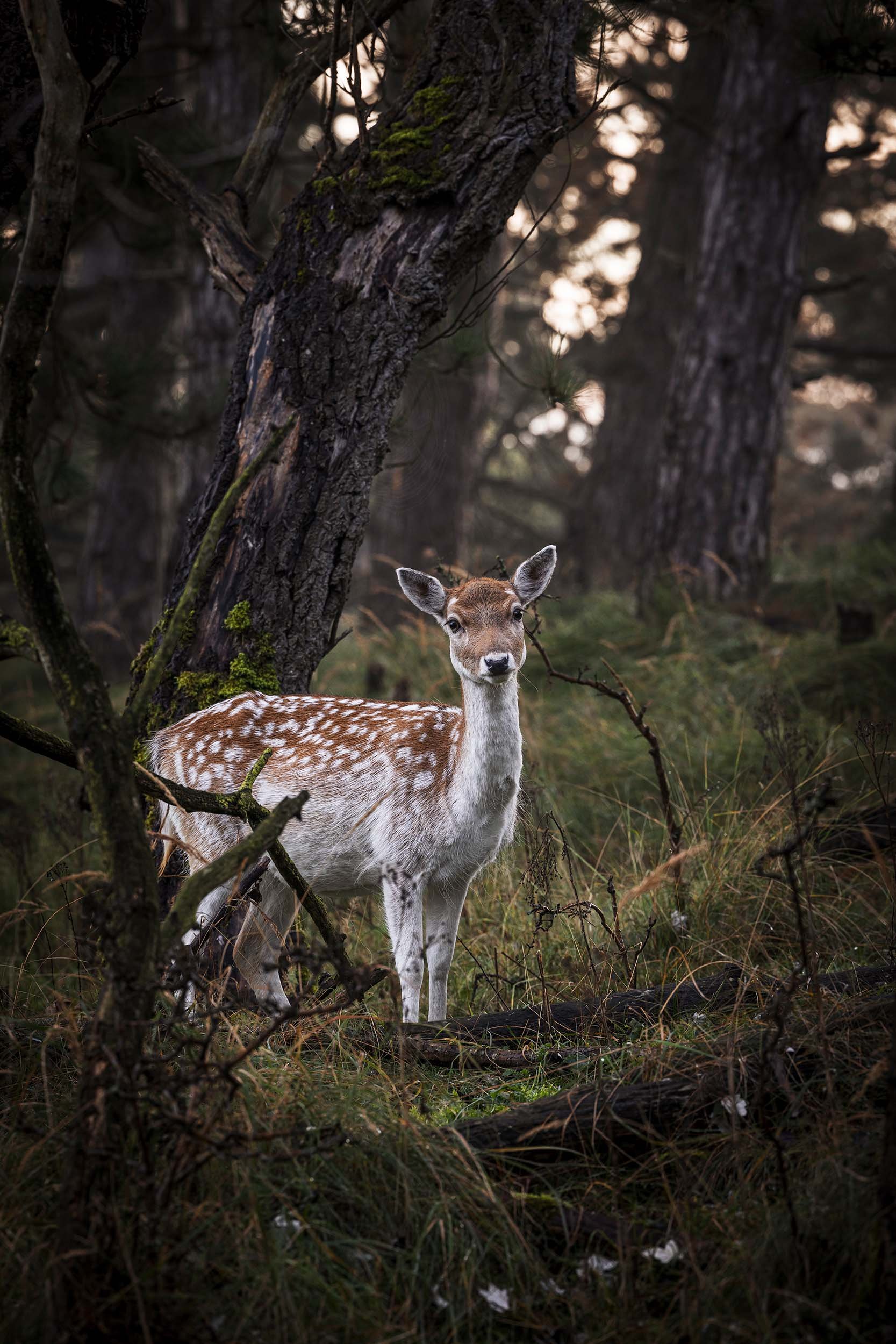 Deer Forest AWD William Maanders 2O0A4913 WLR.jpg