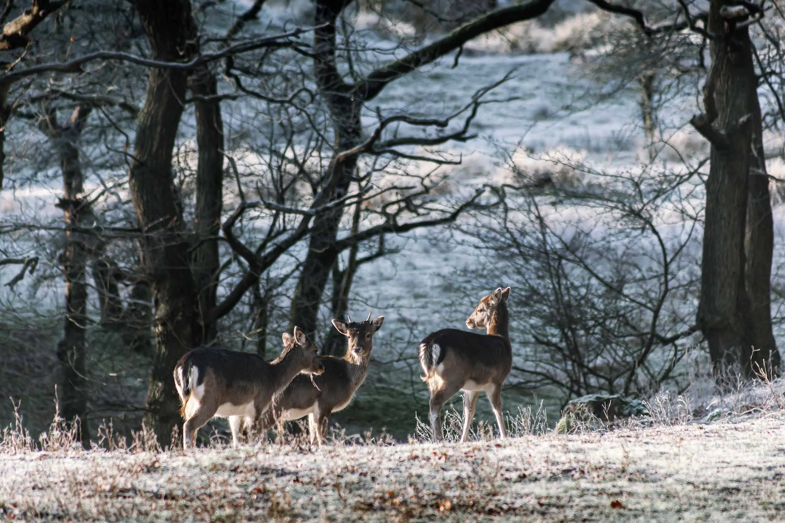 Deer Forest AWD William Maanders 1882 WLR.jpg