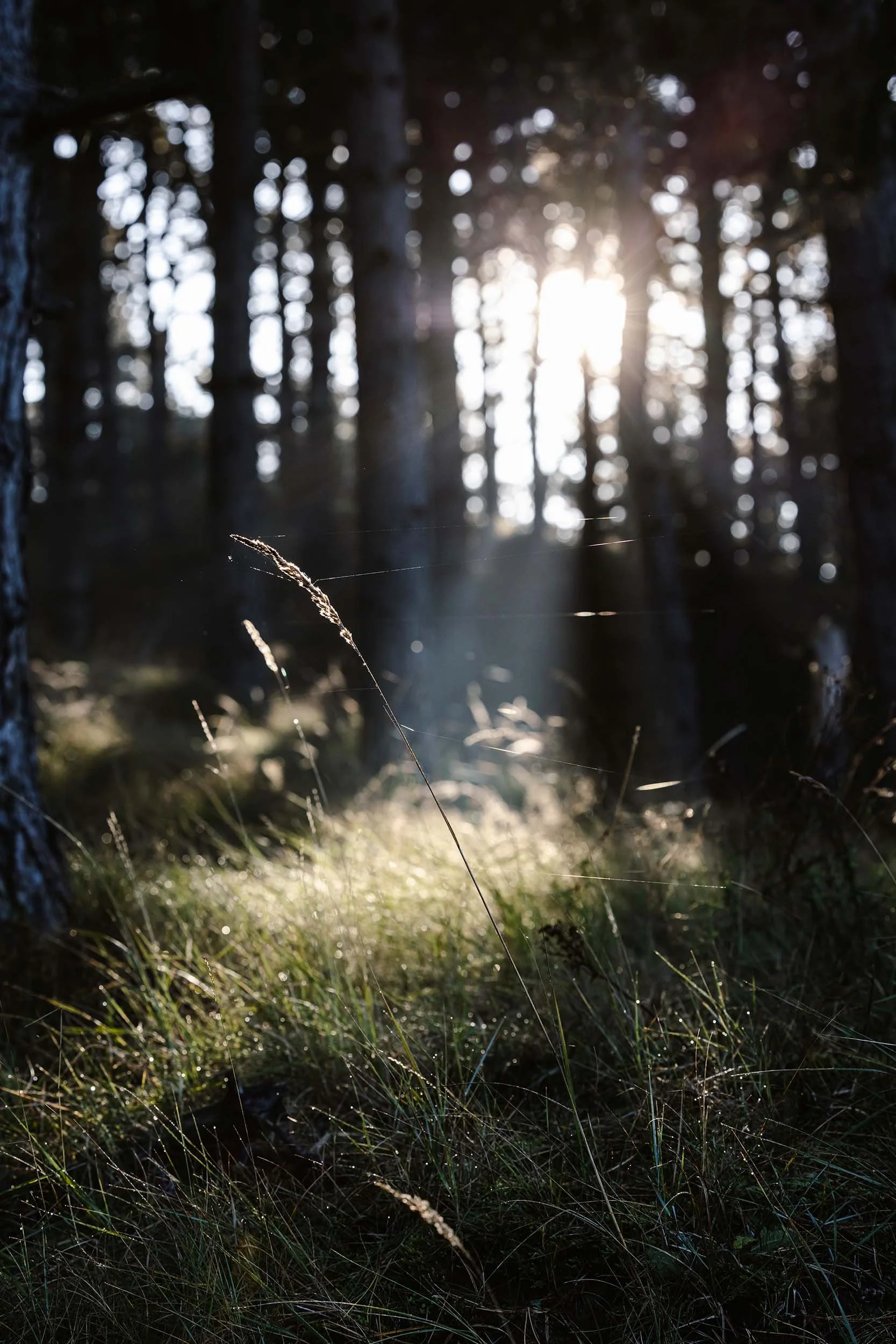 Sunrise Forest AWD William Maanders 56 WLR.jpg