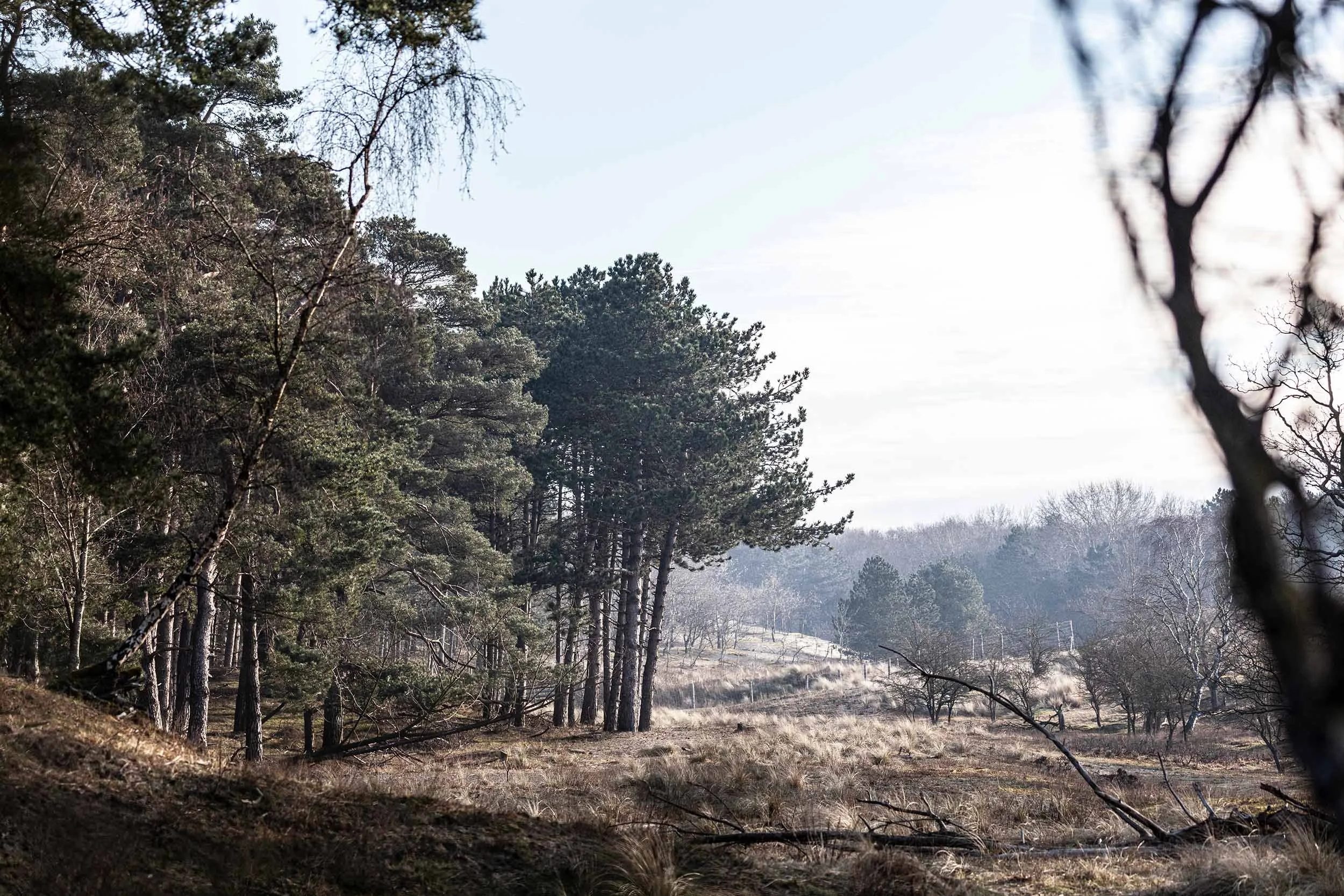 Sunrise Forest AWD William Maanders 4997 WLR.jpg