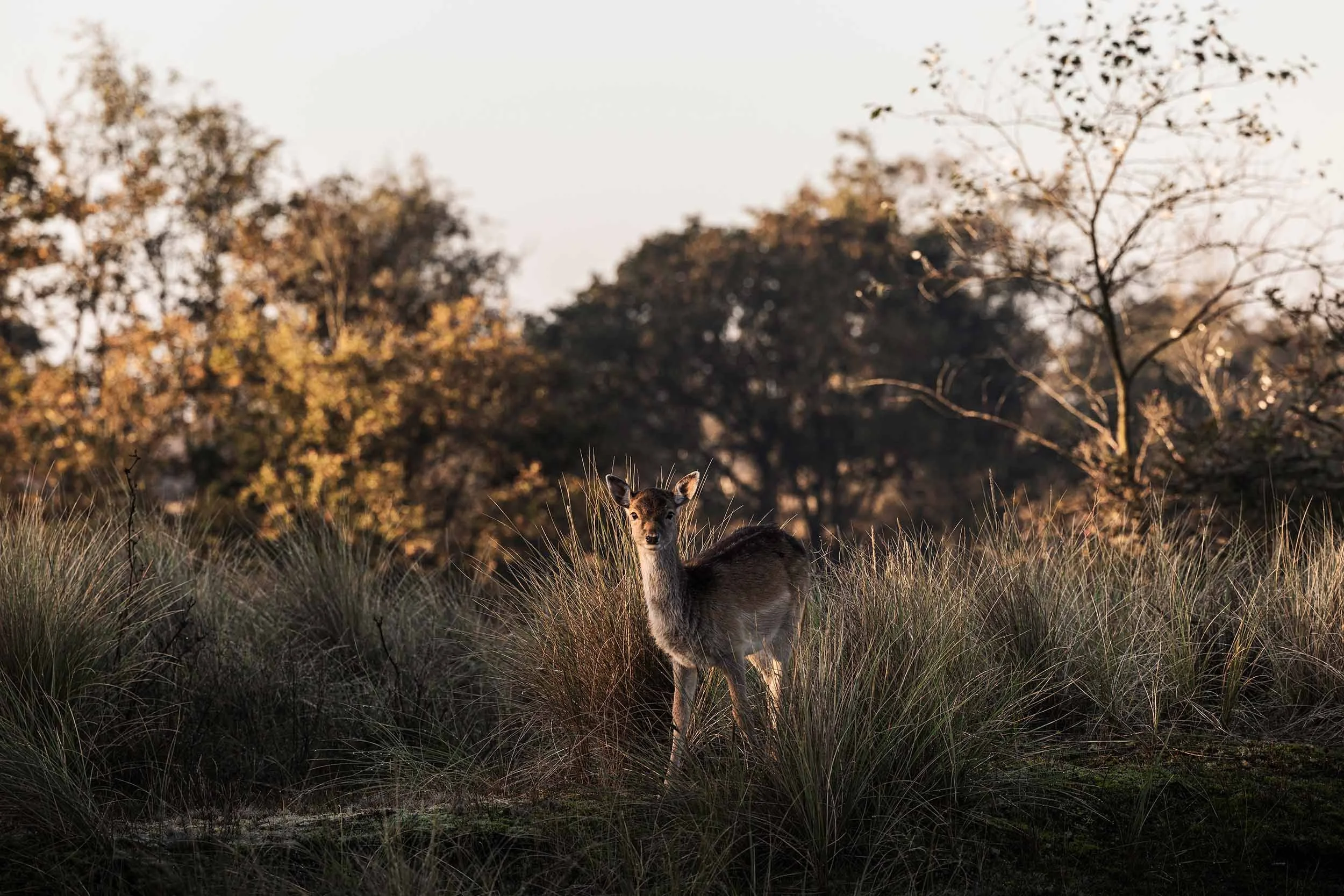 Deer Forest AWD William Maanders 19 WLR.jpg