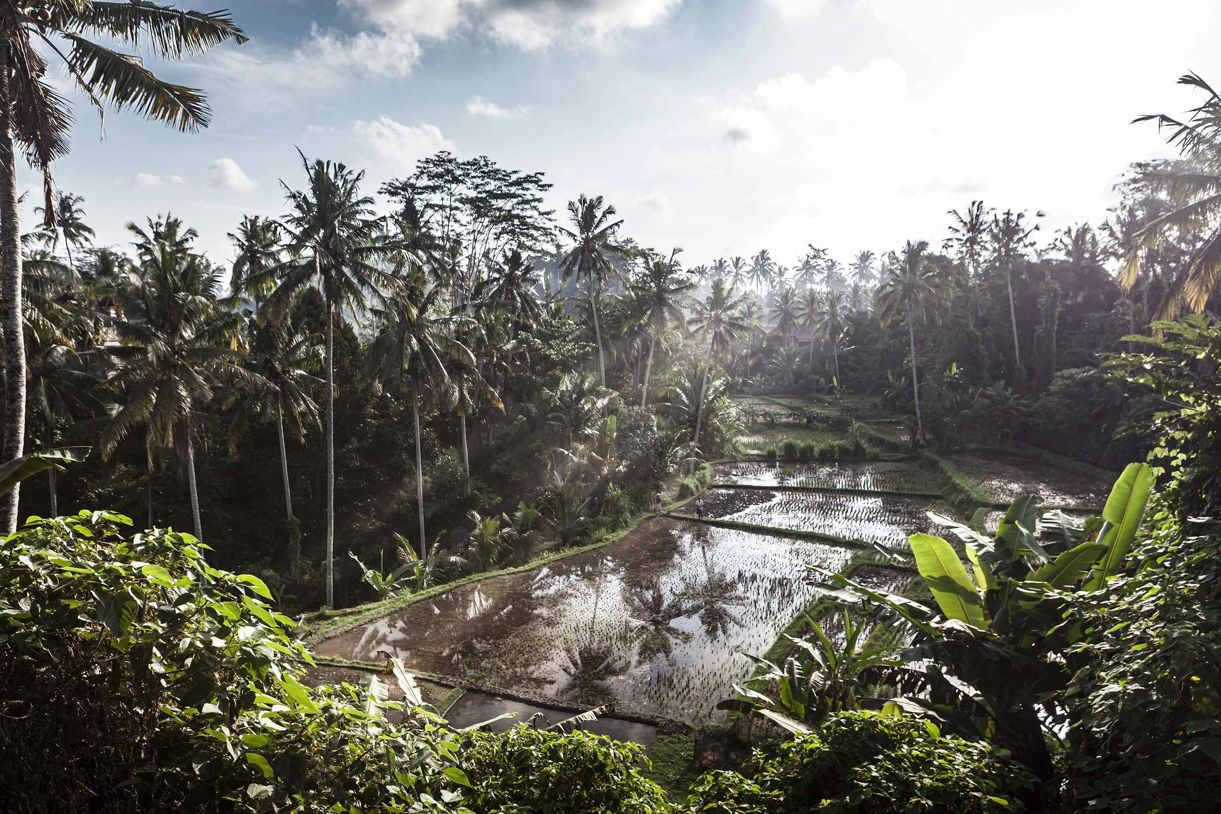 Sawas, Ubud, Bali, Indonesia