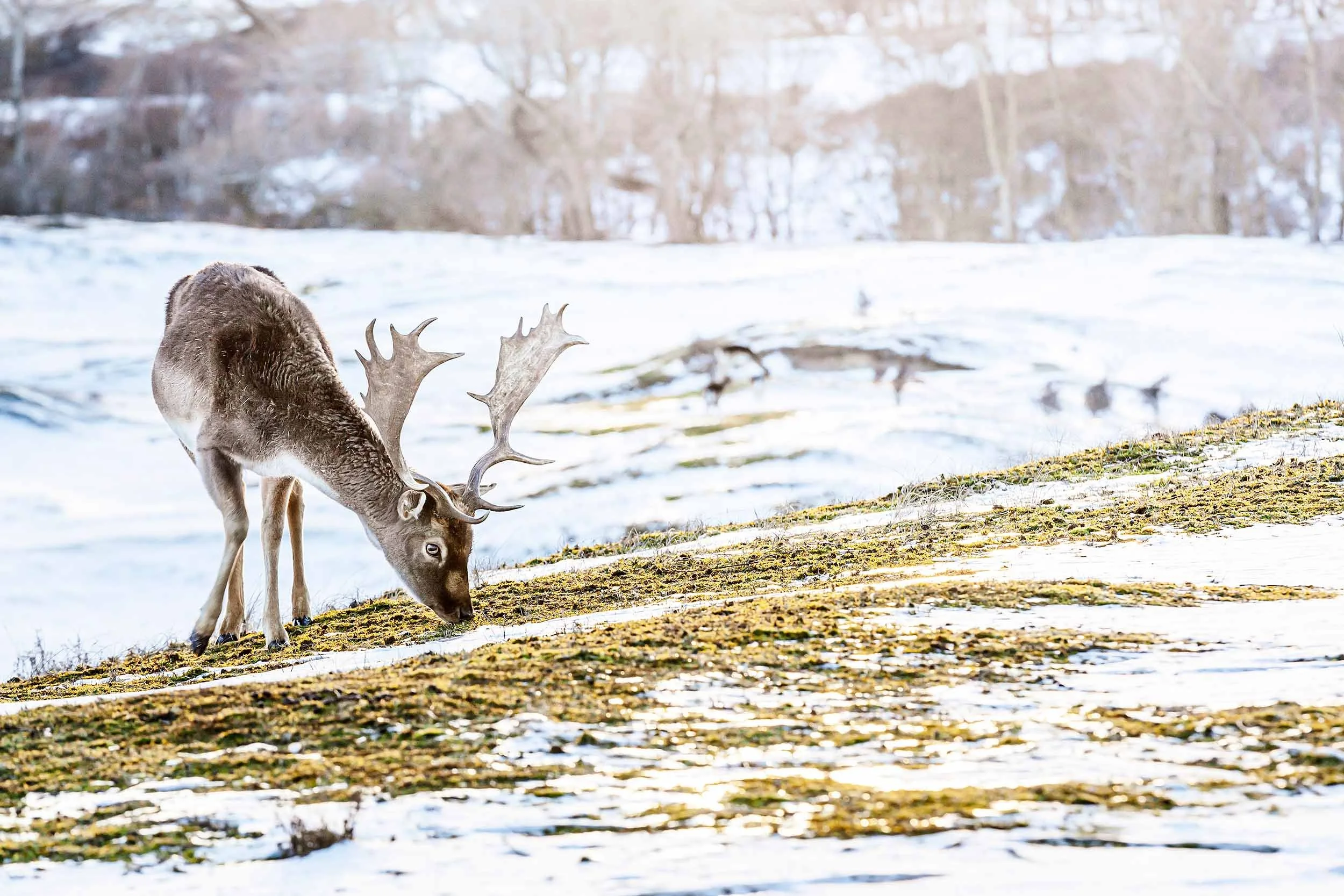 Deer Forest AWD William Maanders 4027 WLR.jpg