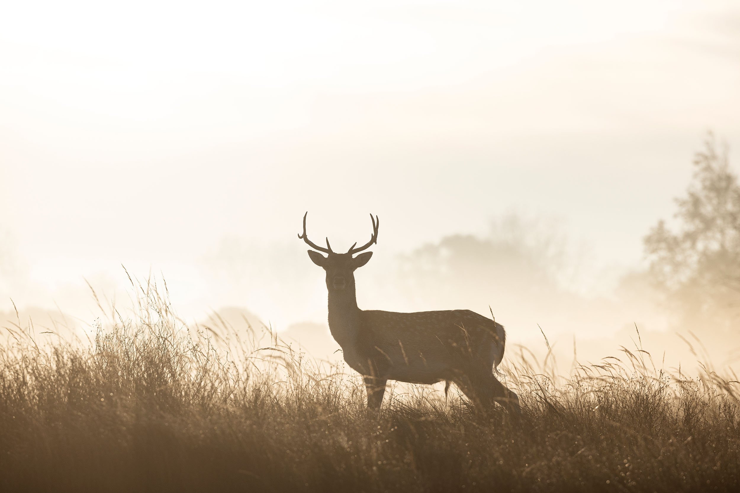 Sunrise Deer Forest AWD William Maanders 2O0A4948 WLR.jpg