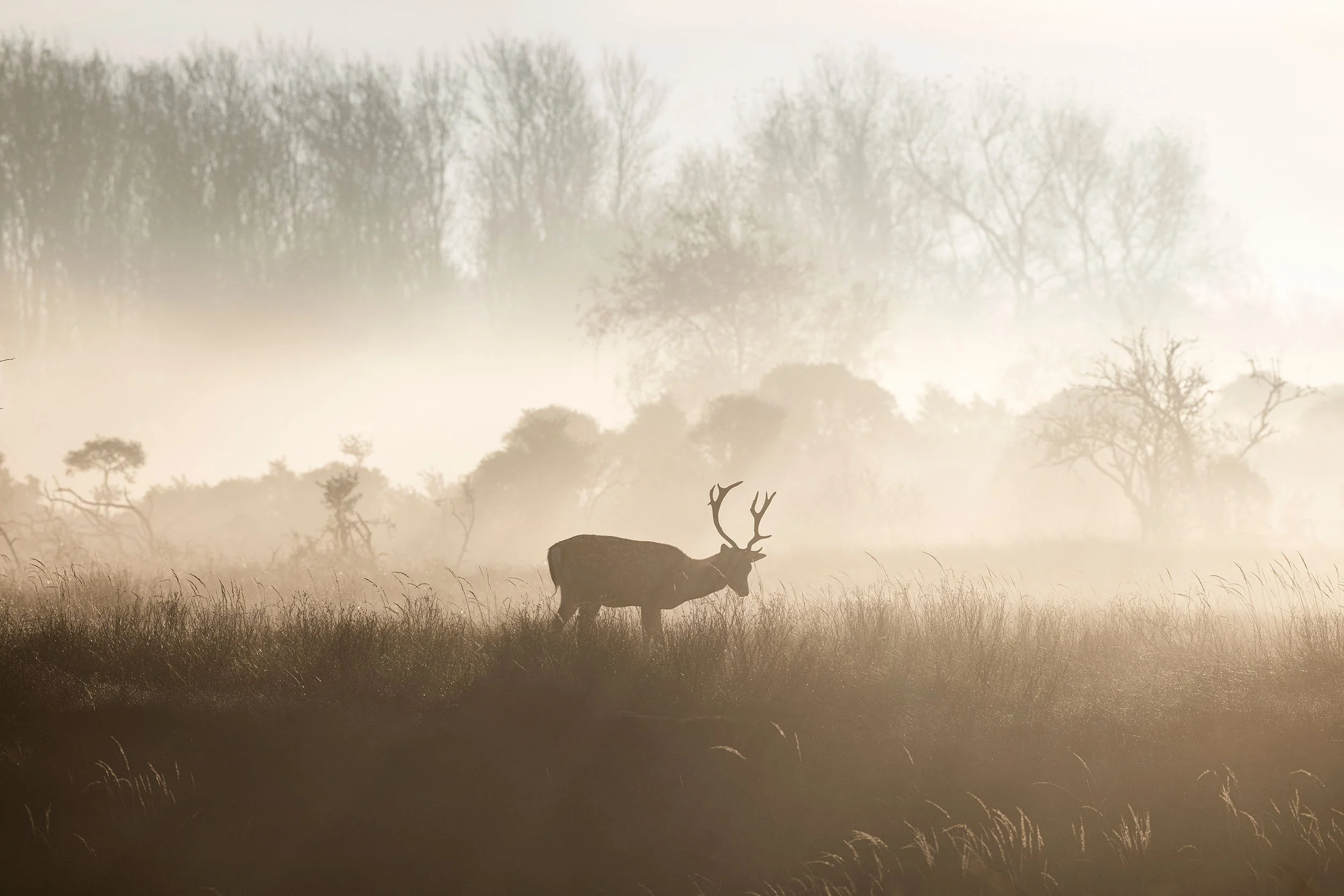 Sunrise Deer Forest AWD William Maanders 2O0A4941 WLR.jpg