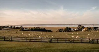 pastoral landscape with sheep grazing in a fenced field, distant view of a body of water and hills under a partly cloudy sky