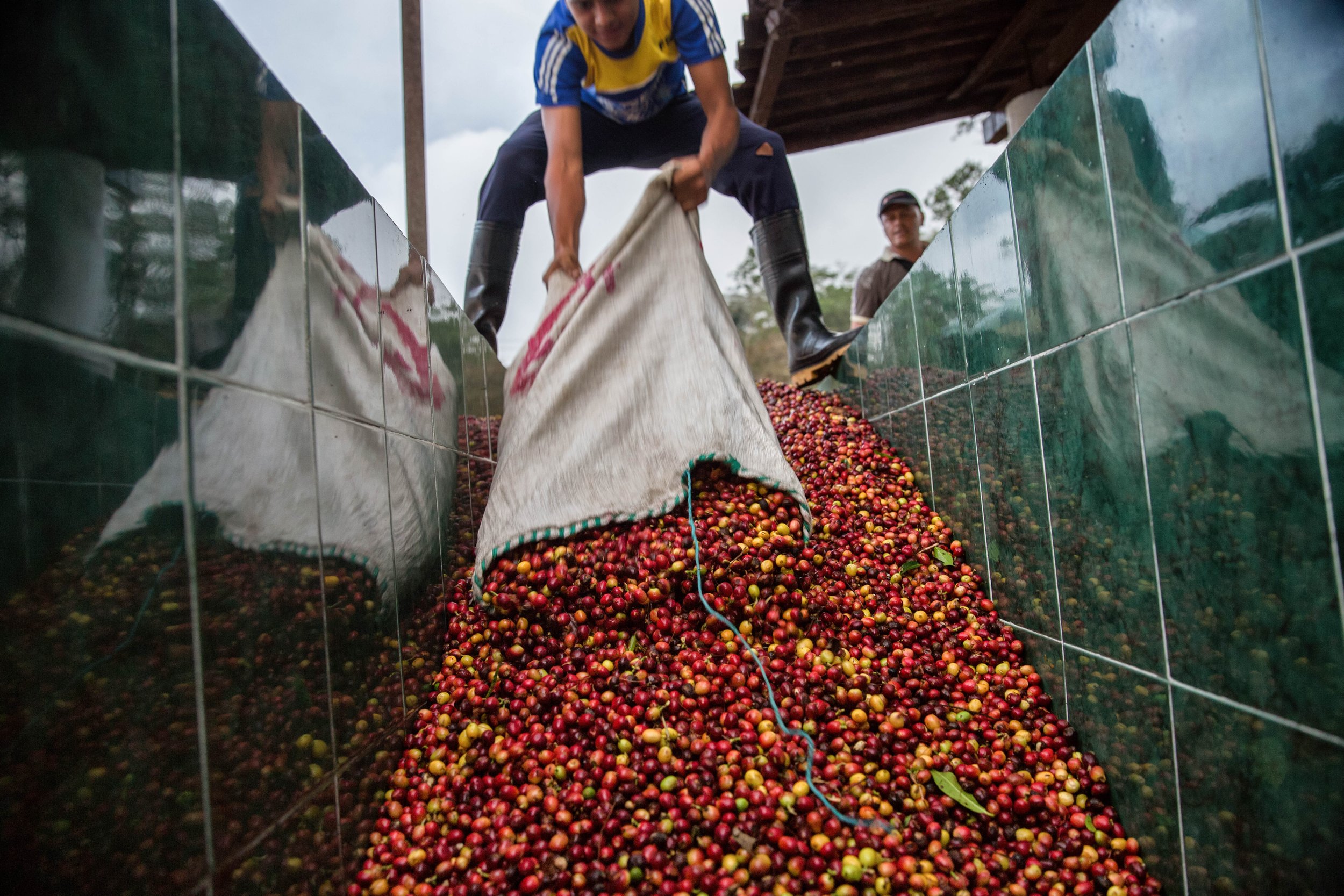 138. Los granos inician su proceso 2.JPG