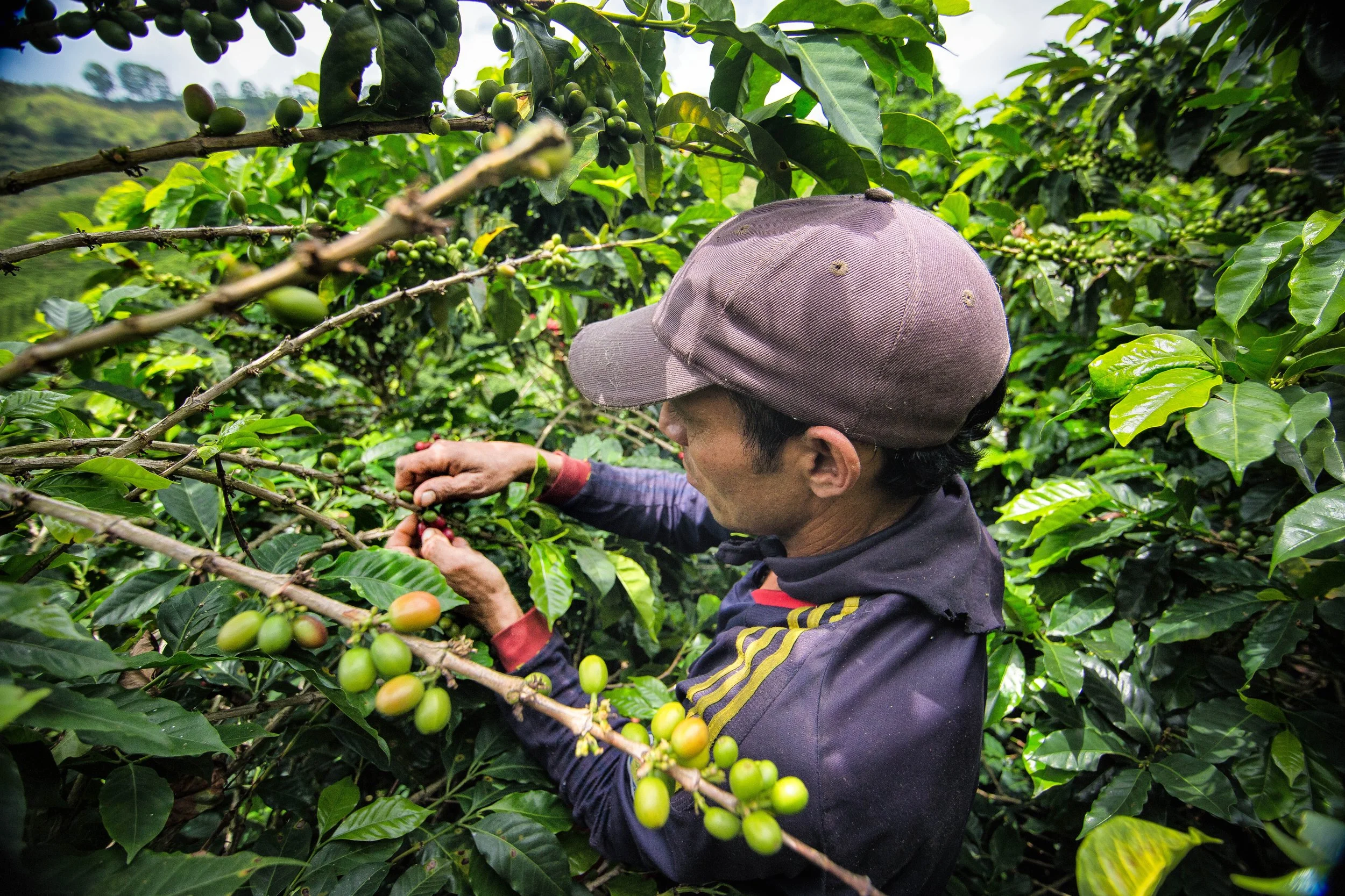 187. Recolector cachucha.jpg