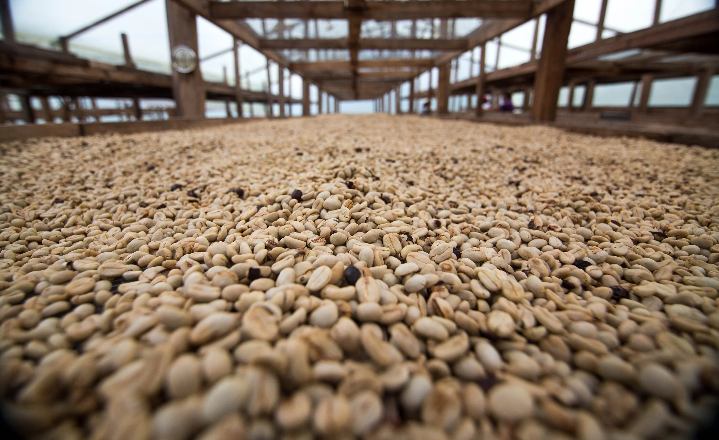 101. Granos secos en el secadero.JPG
