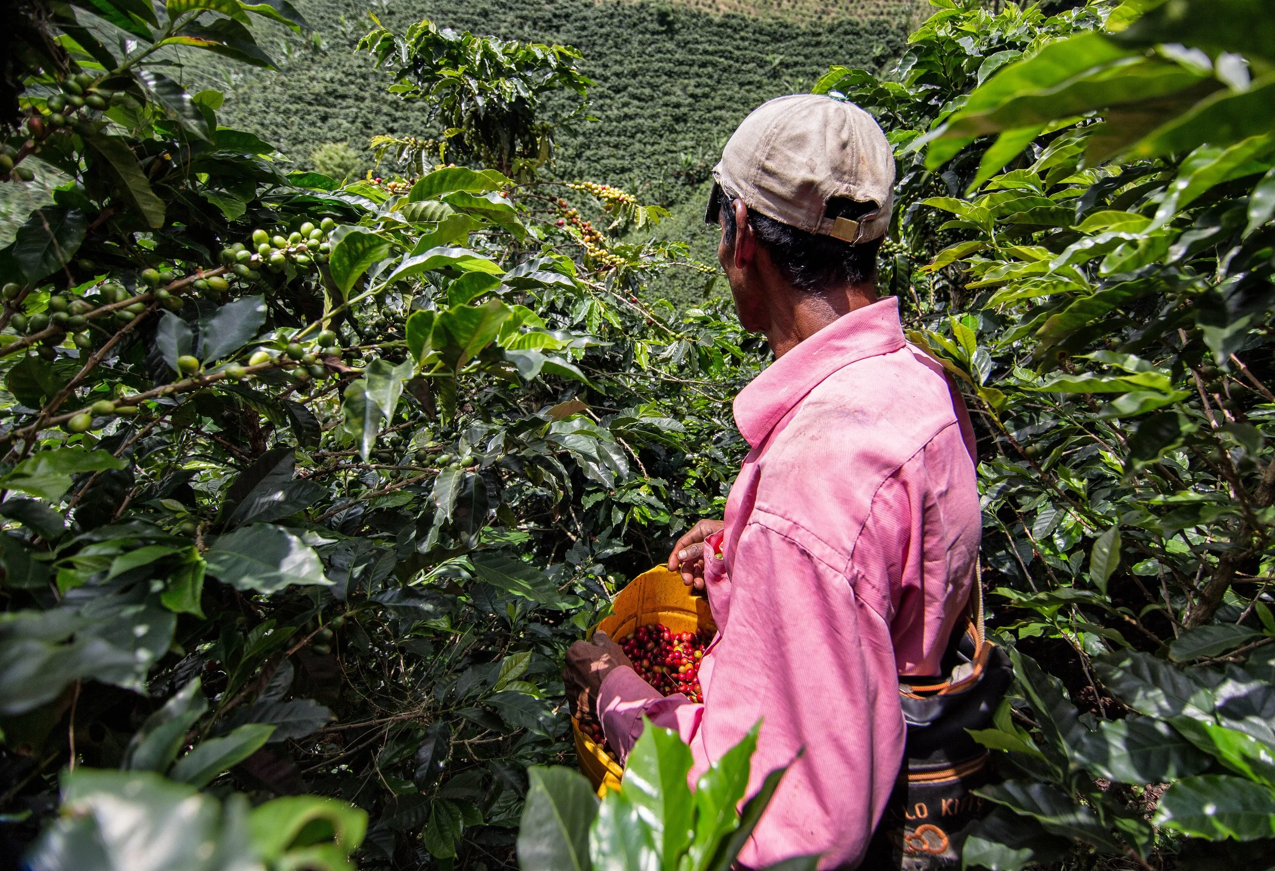 185. Recolector con su caneca a medio llenar.JPG