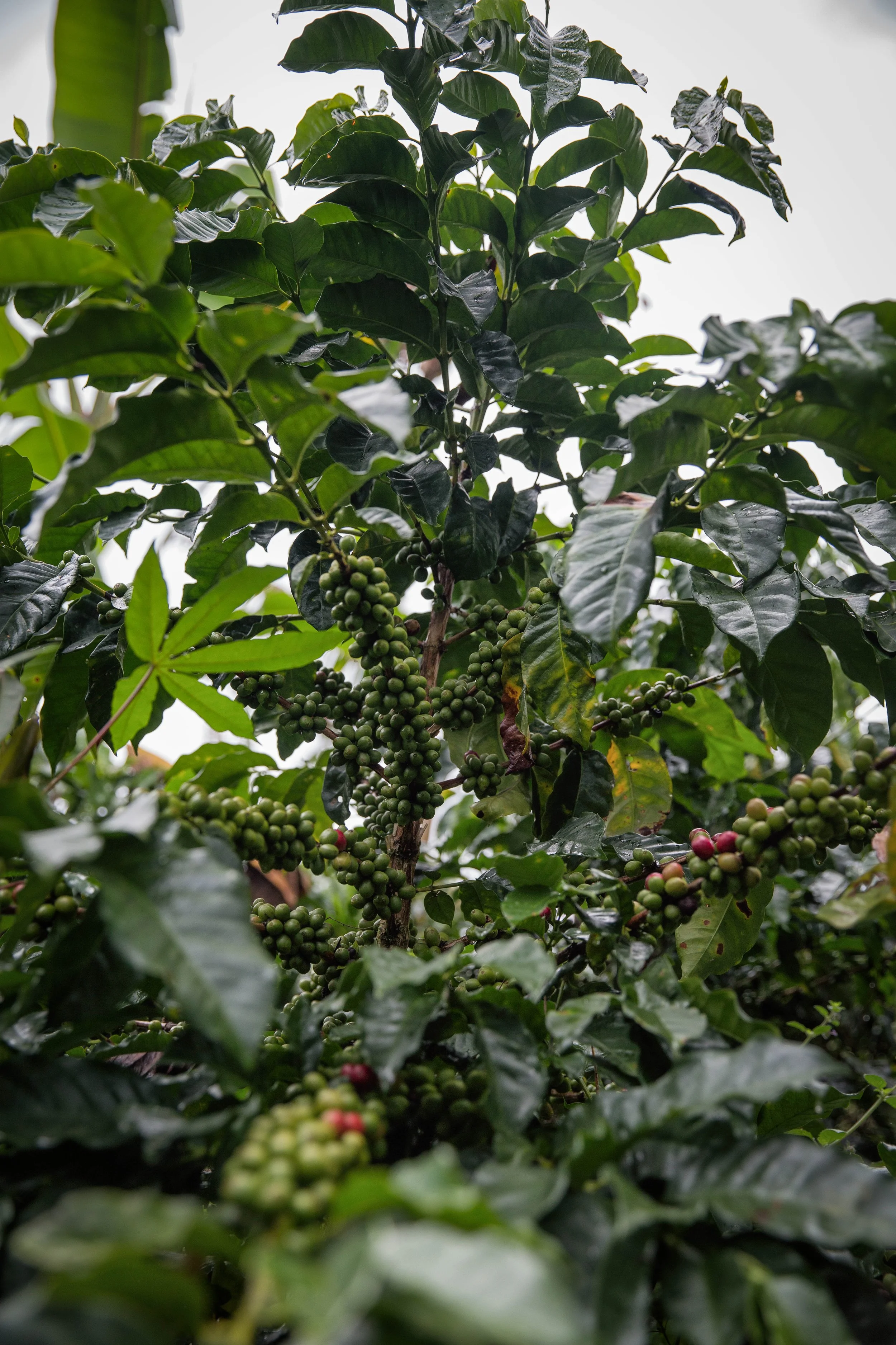 145. Mata cargada de granos verdes.JPG