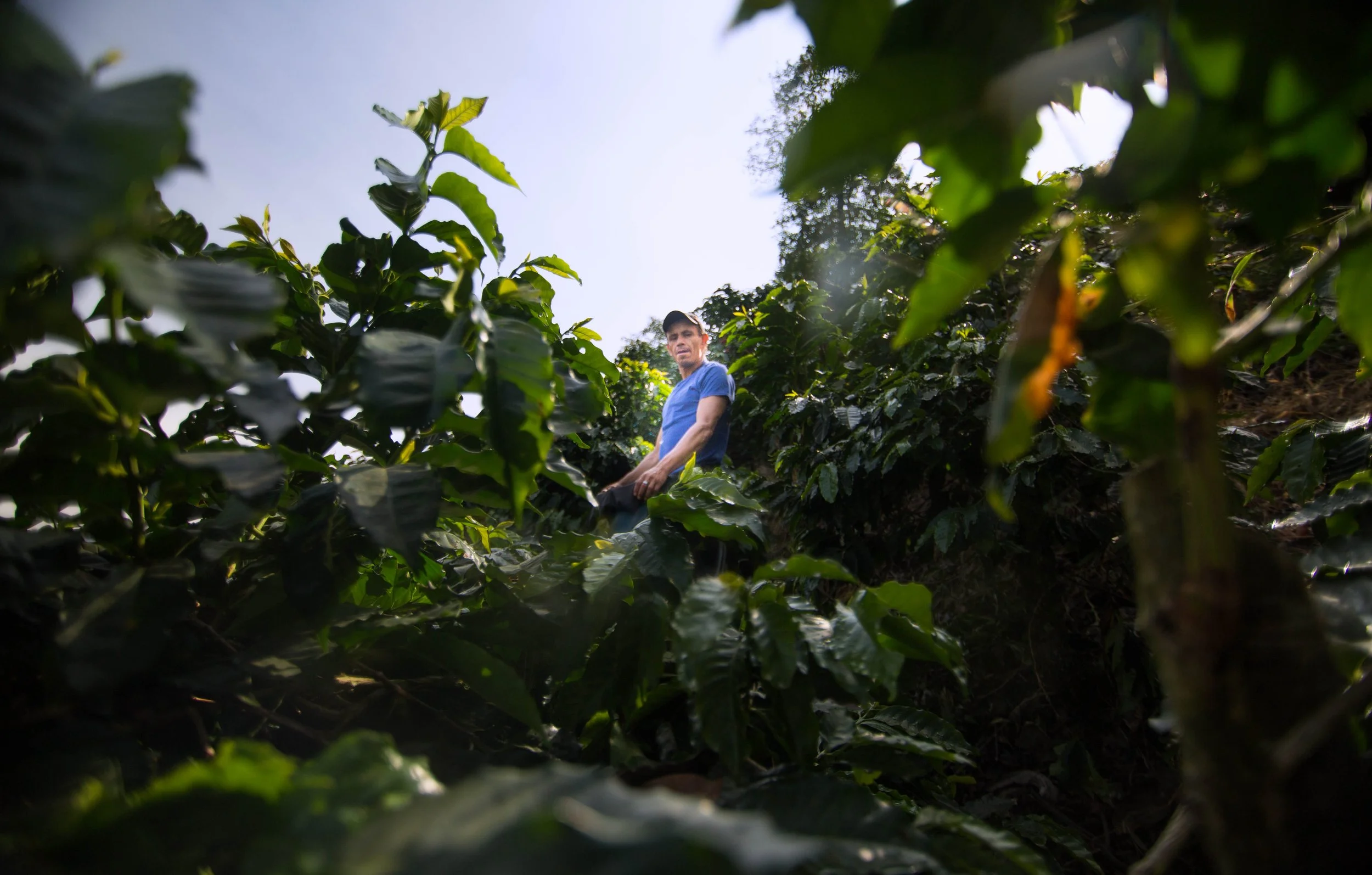 188. Recolector entre las matas.JPG