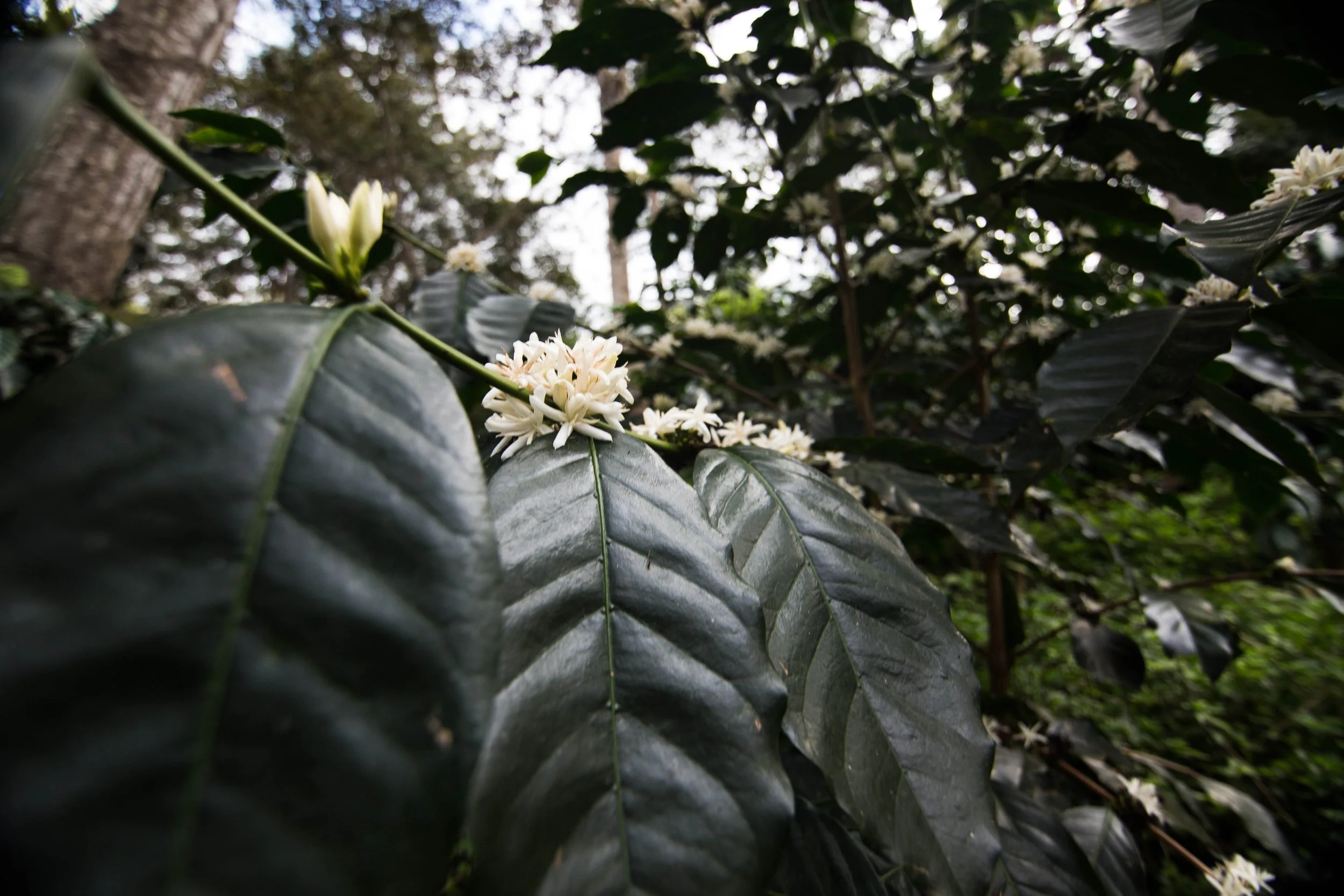 98. Flores (P.P.P).JPG