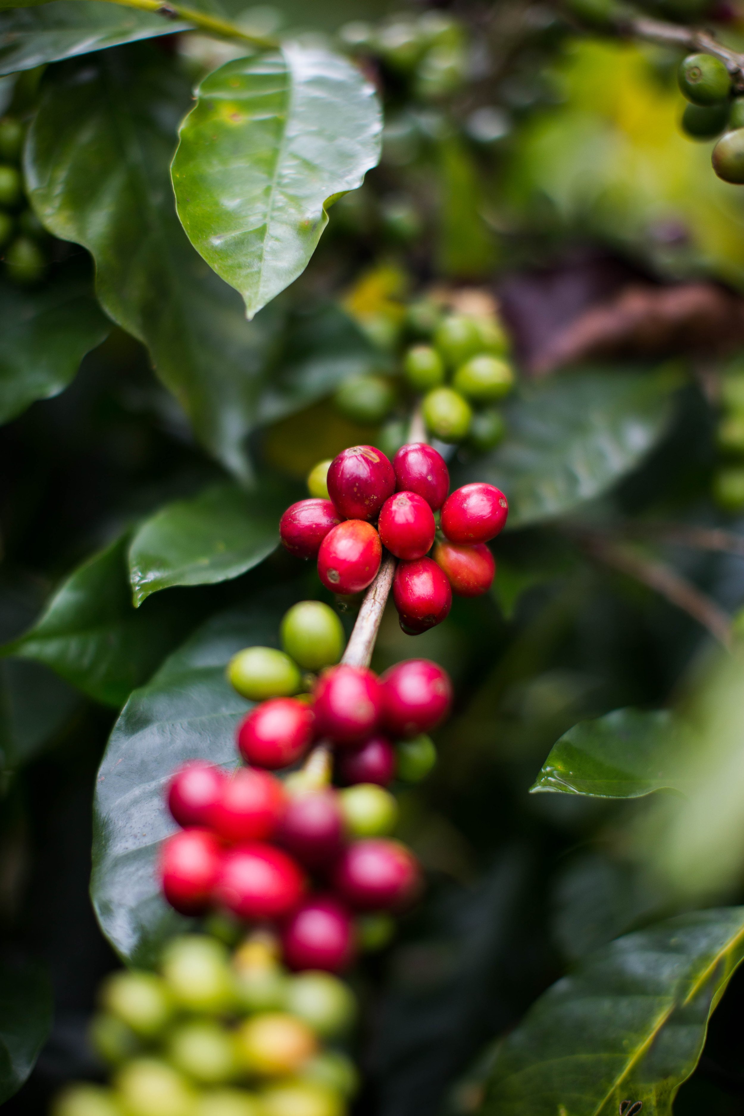 103. Granos muy maduros.JPG