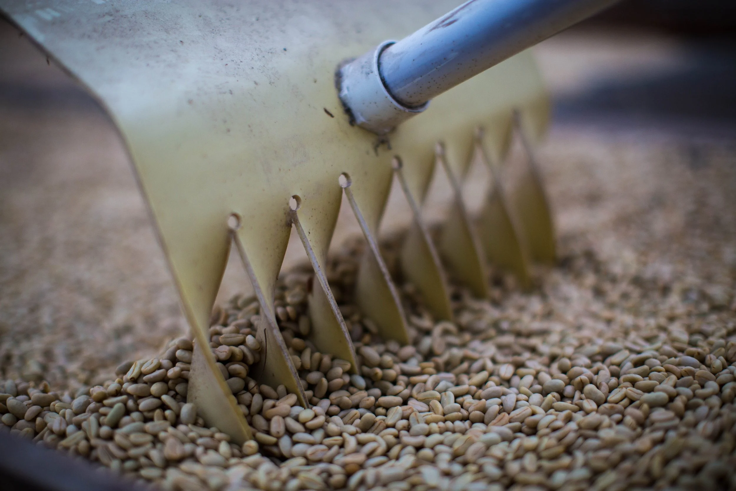 104.Granos secos esparcie¦ündose.JPG