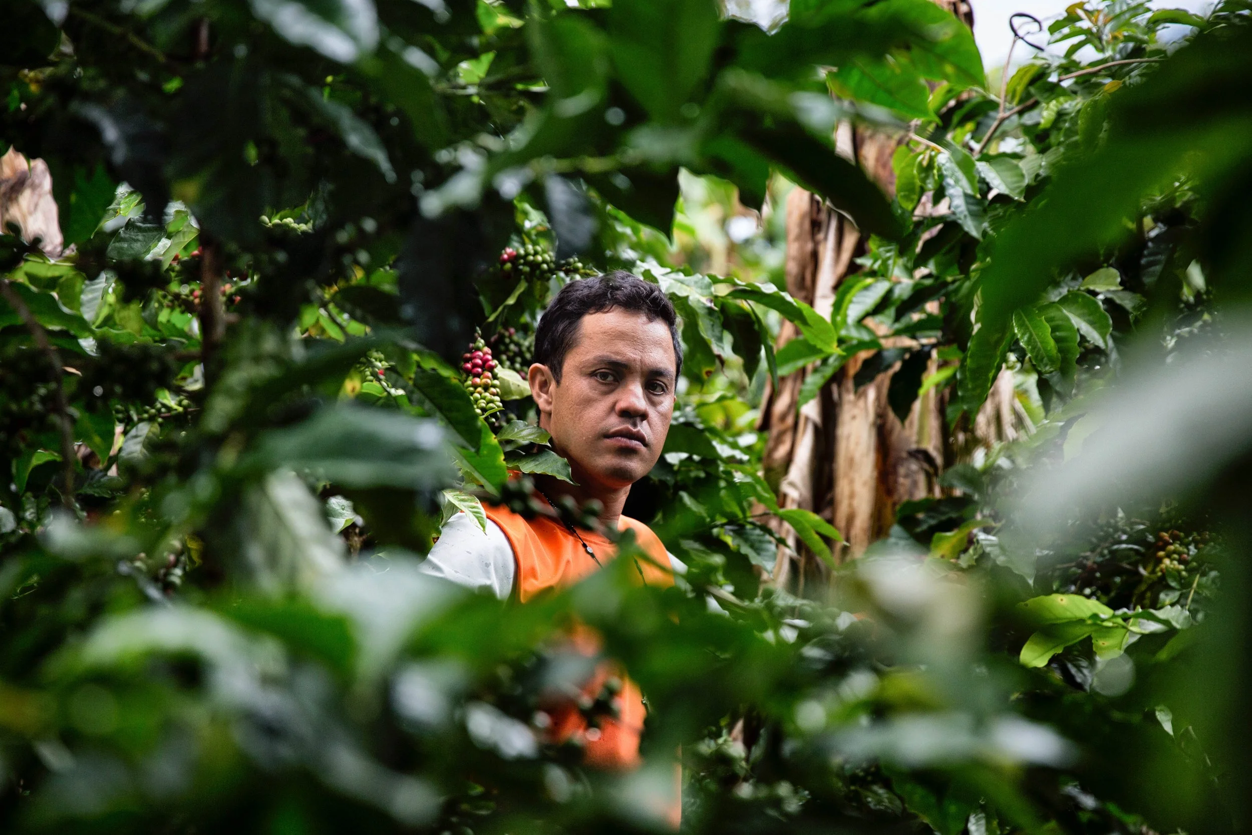 123. Joven caficultor entre las matas.JPG
