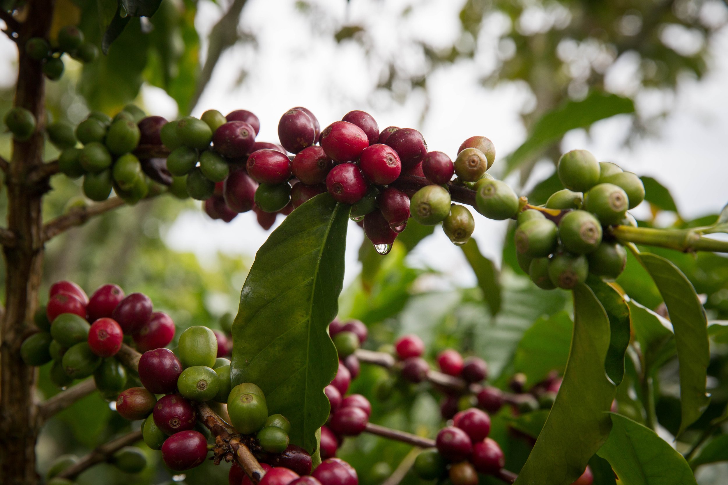 99. Gota de agua en el fruto.JPG