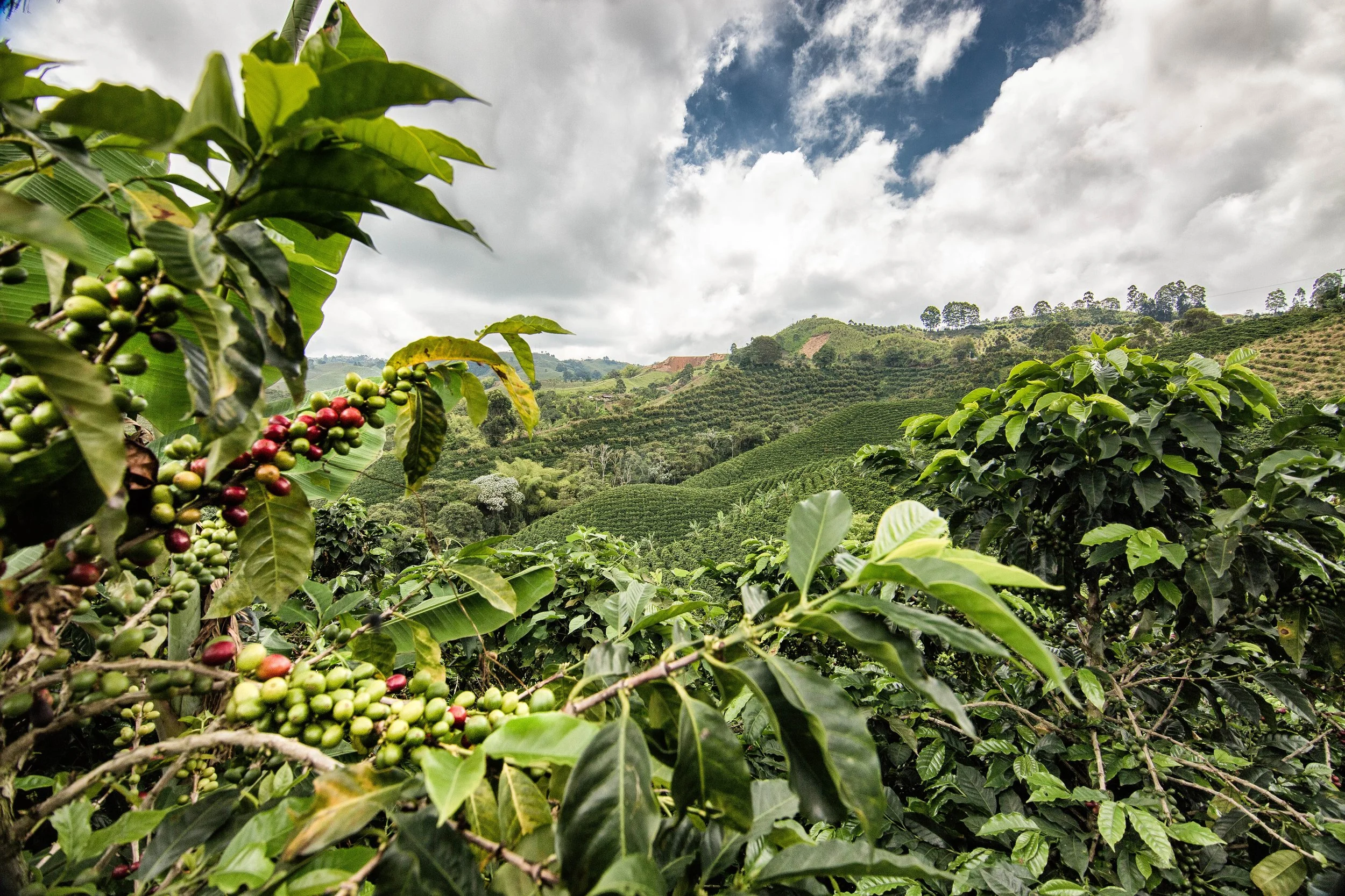 172. Paisaje cafetero 7.jpg