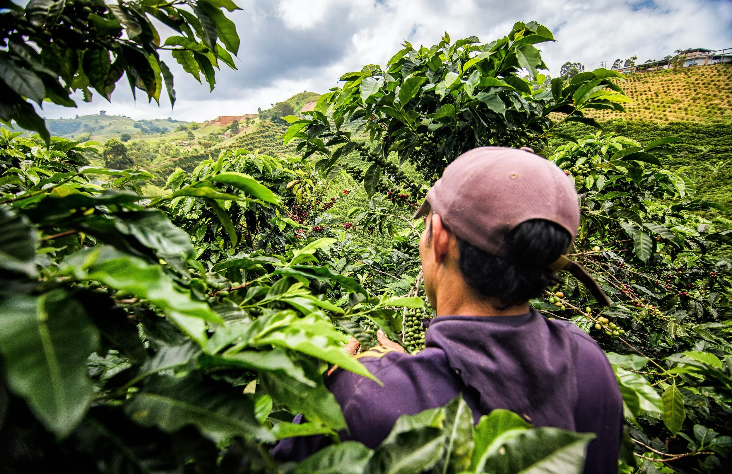 186. Recolector de espalda.jpg