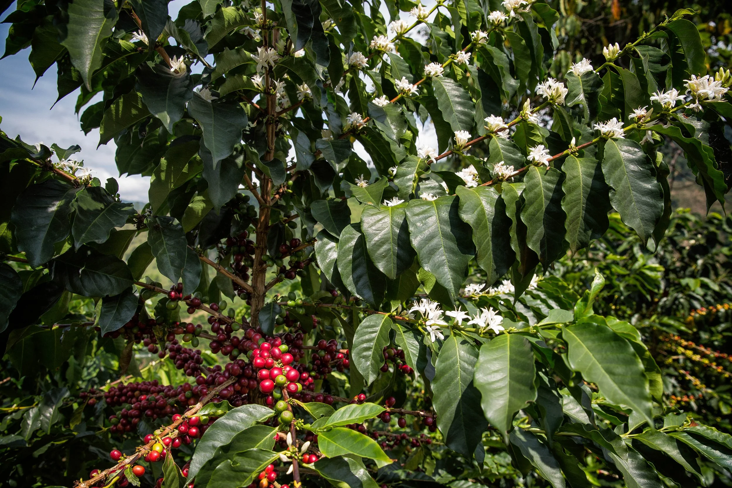 97. Flores y frutos 3.JPG