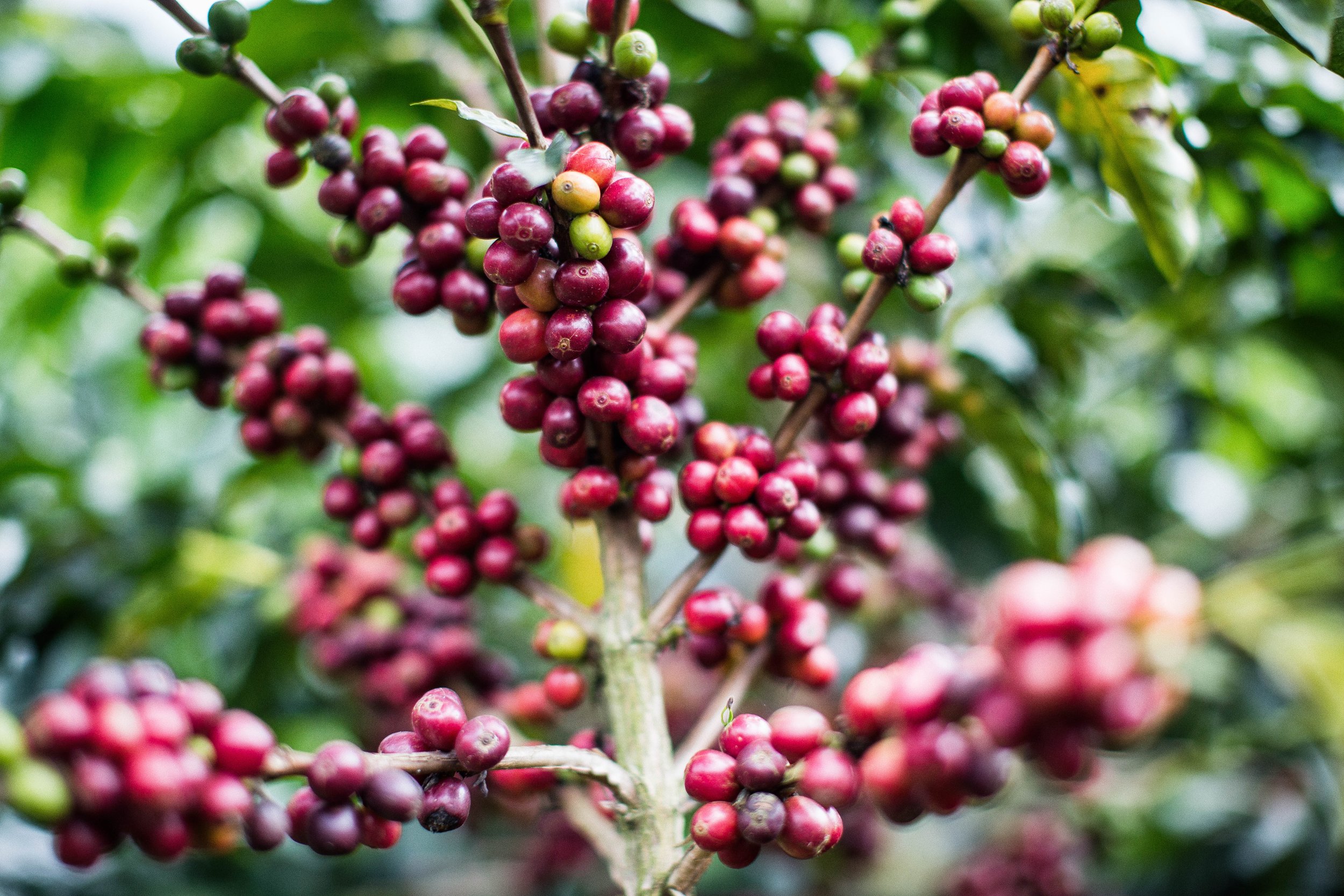 182. Rama de frutos rojos -Picado.jpg