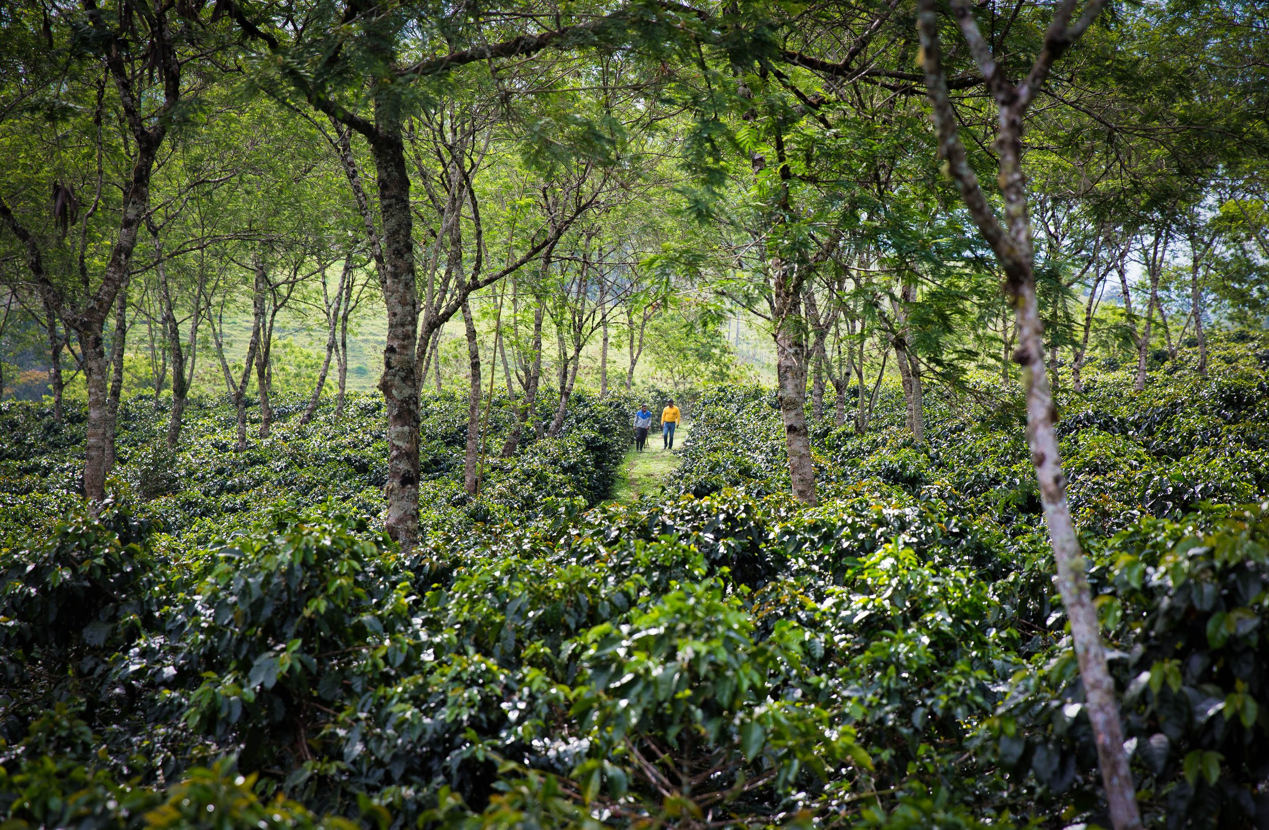 86. Extensionista Cauca 2.JPG