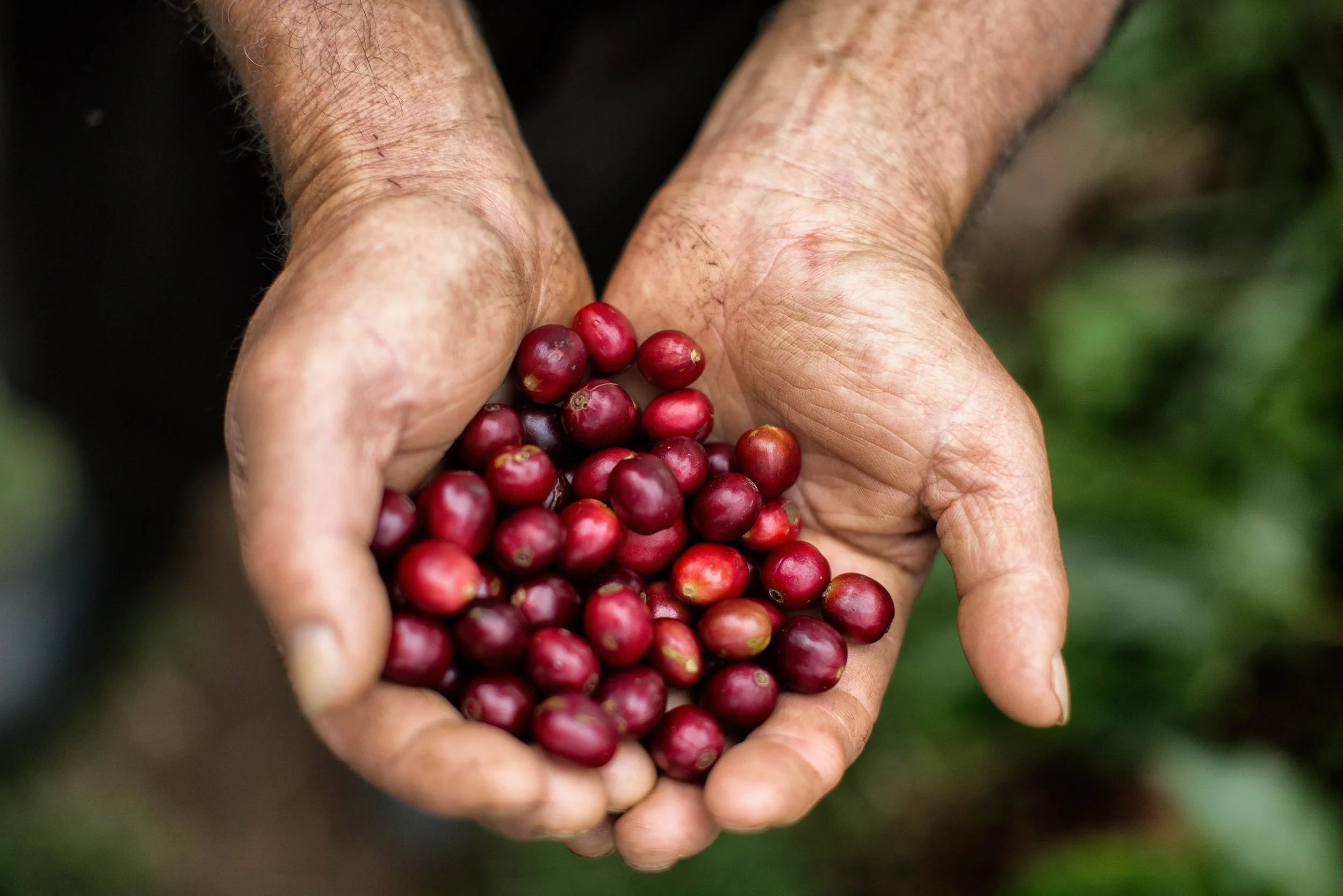 140. Manos con granos de cafe¦ü maduro 2.JPG