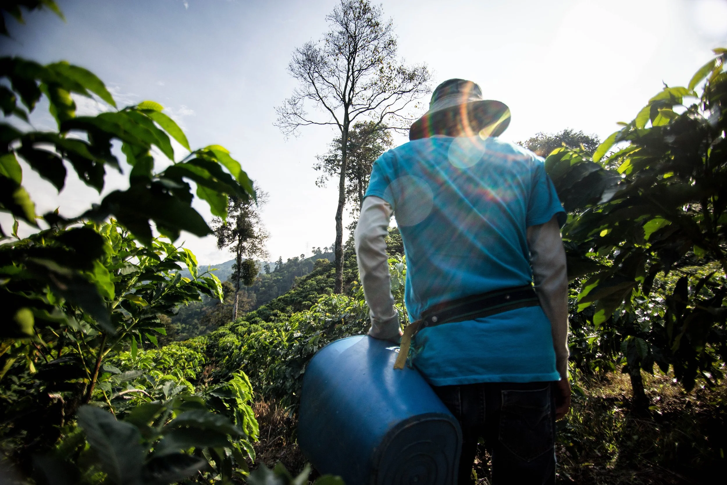 184. Recolector bajo el reflejo.JPG