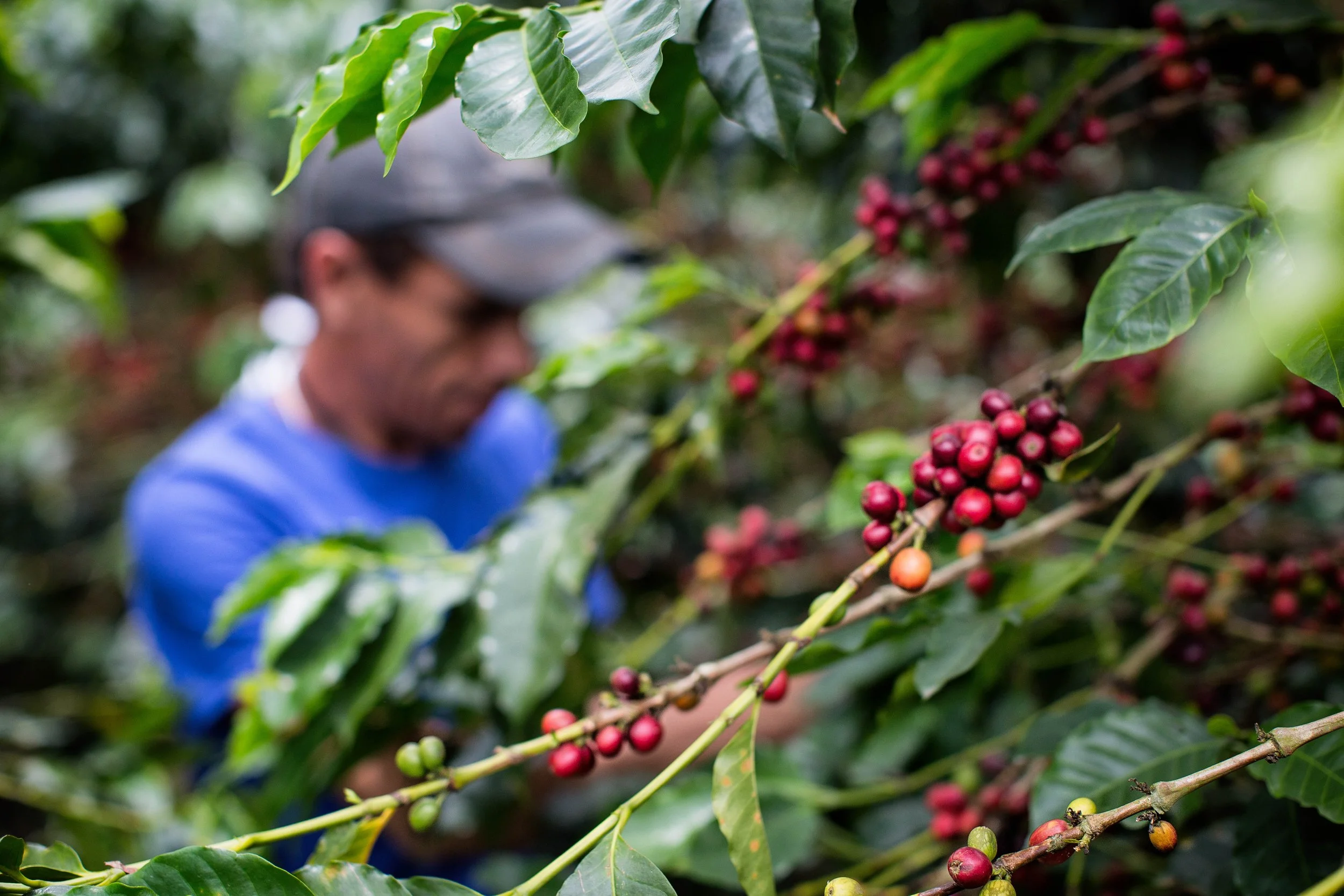 102. Recolector y frutos (Desenfonco).jpg