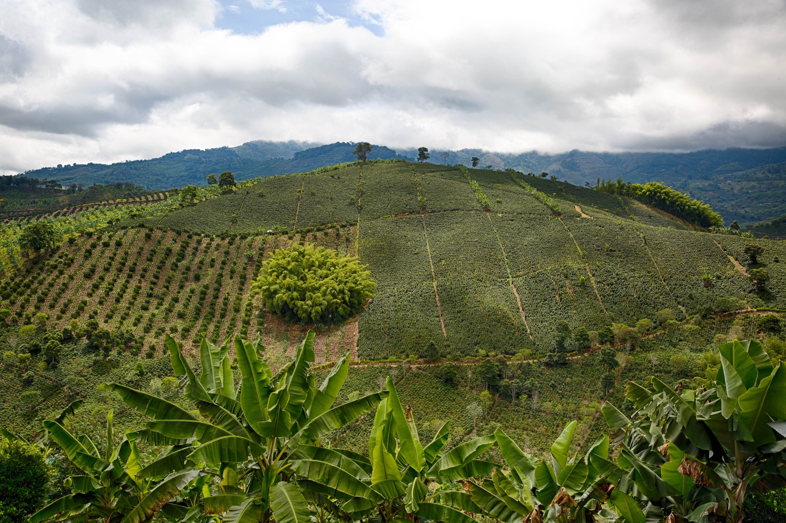 100. Panora¦ümica gran cultivo de cafe¦ü paisaje.JPG