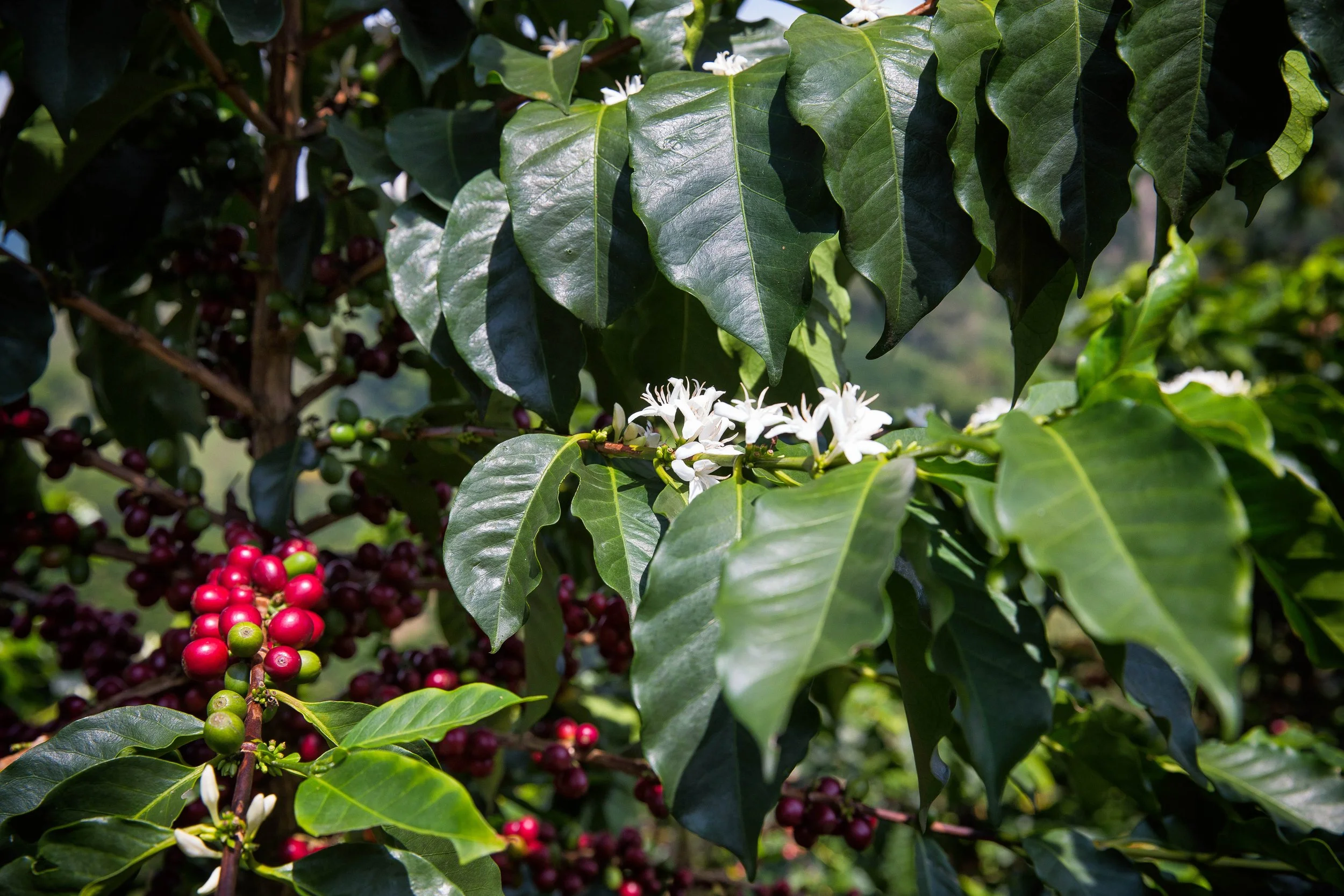 95. Flores y frutos 1.JPG