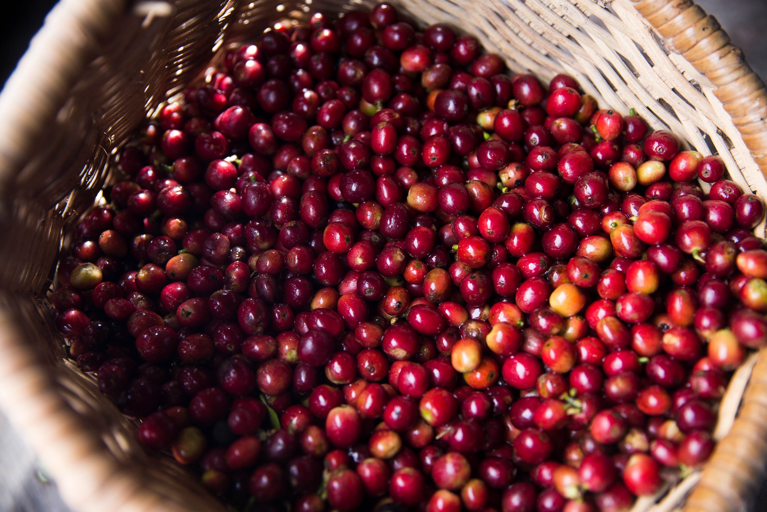 49. Canasta de cafe¦ü maduro (Cenital).JPG